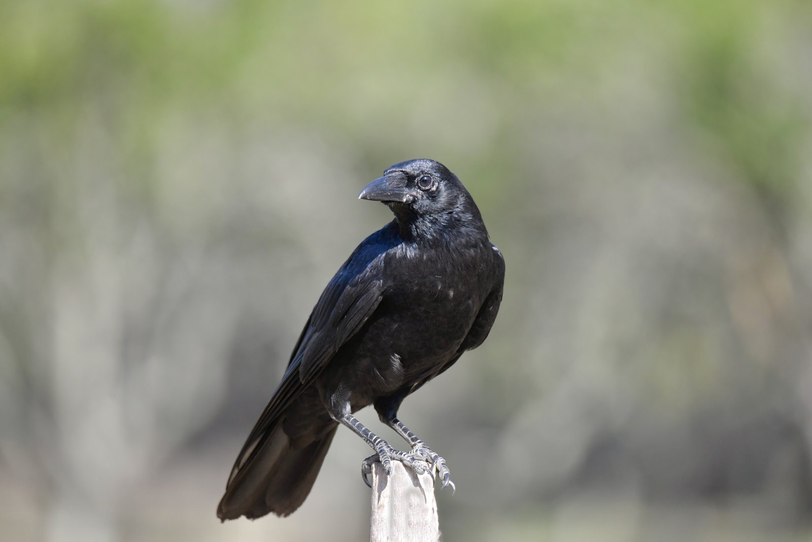 Zwarte kraai (Corvus corone)