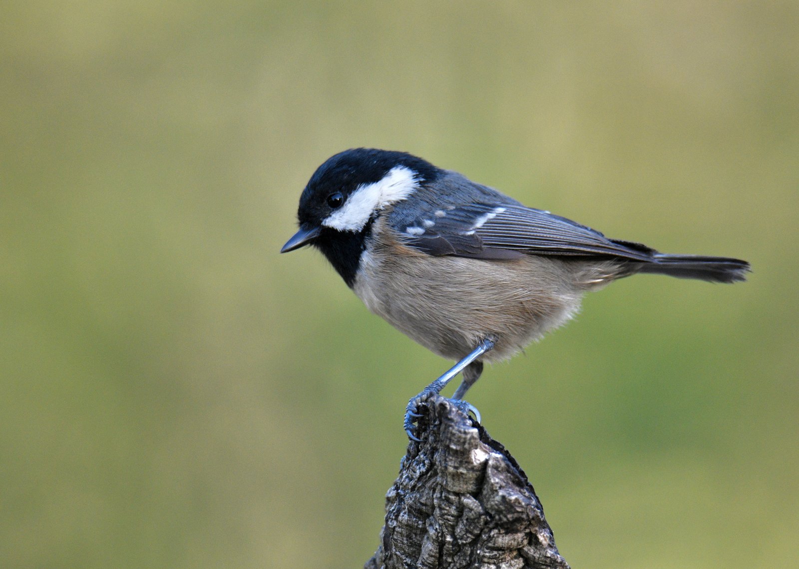 Zwarte mees (Periparus ater)