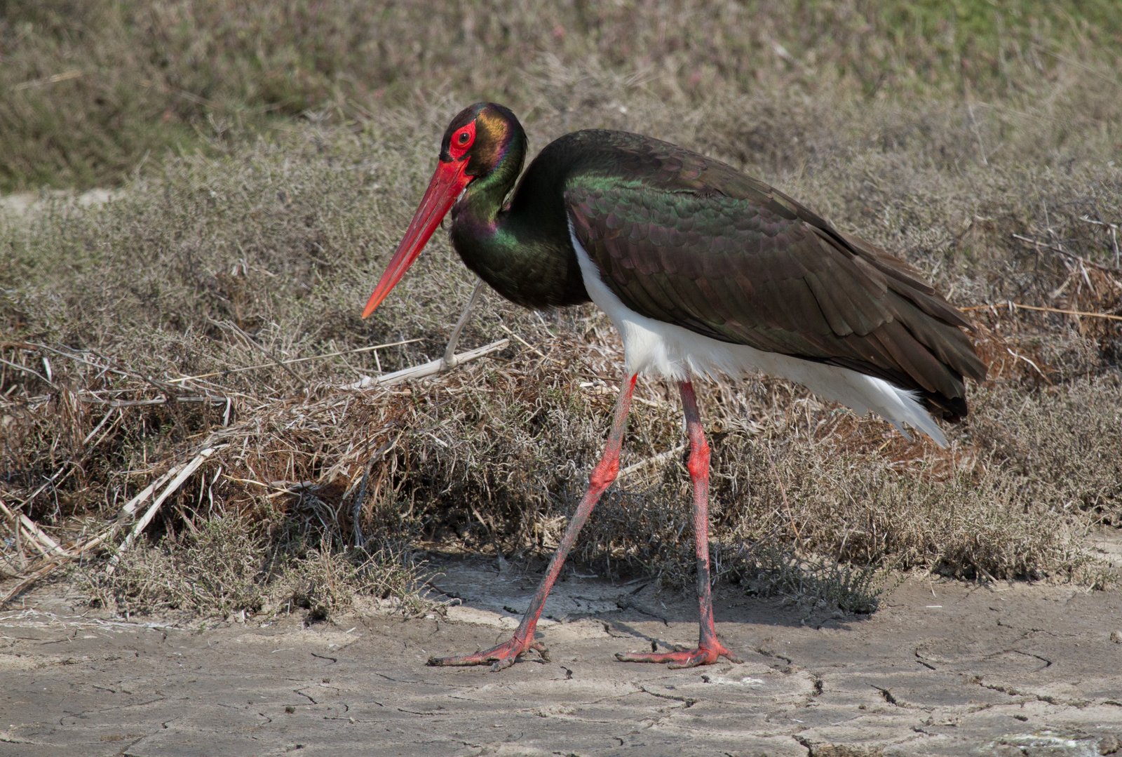 Zwarte ooievaar (Ciconia nigra)