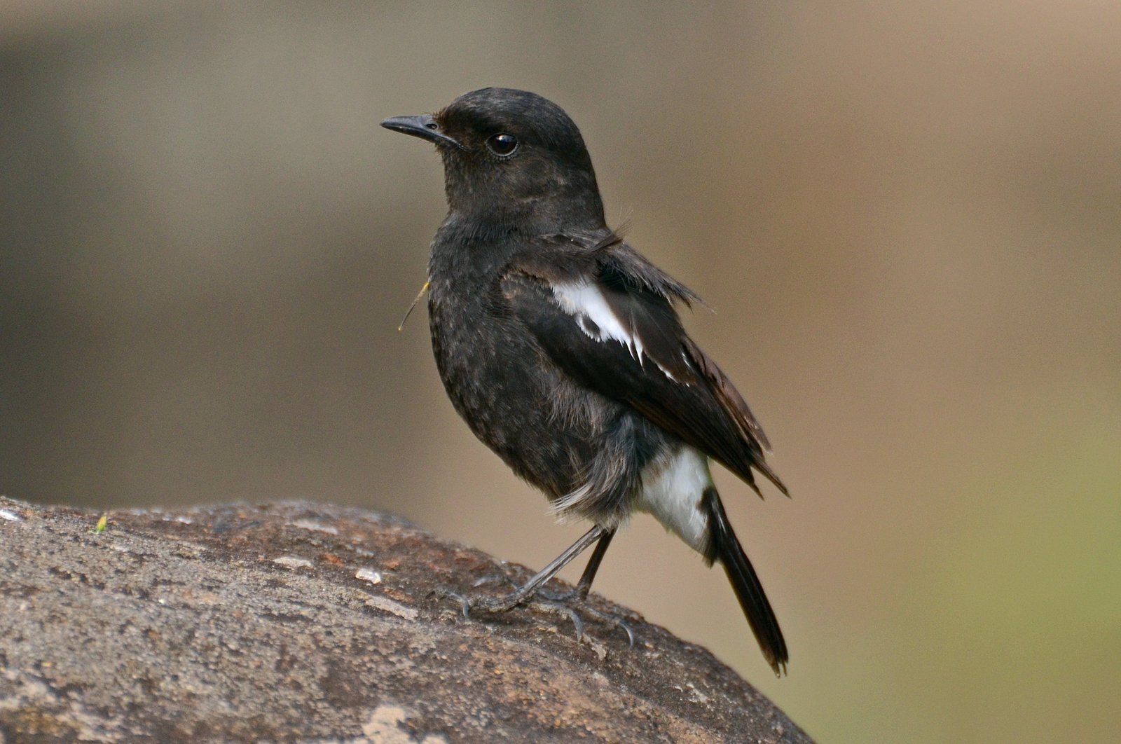 Zwarte roodborsttapuit (Saxicola caprata)