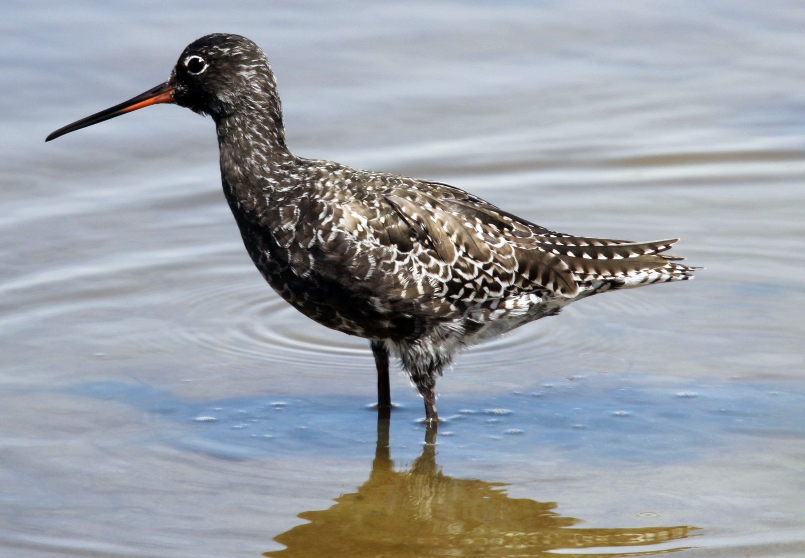 Zwarte ruiter (Tringa erythropus)