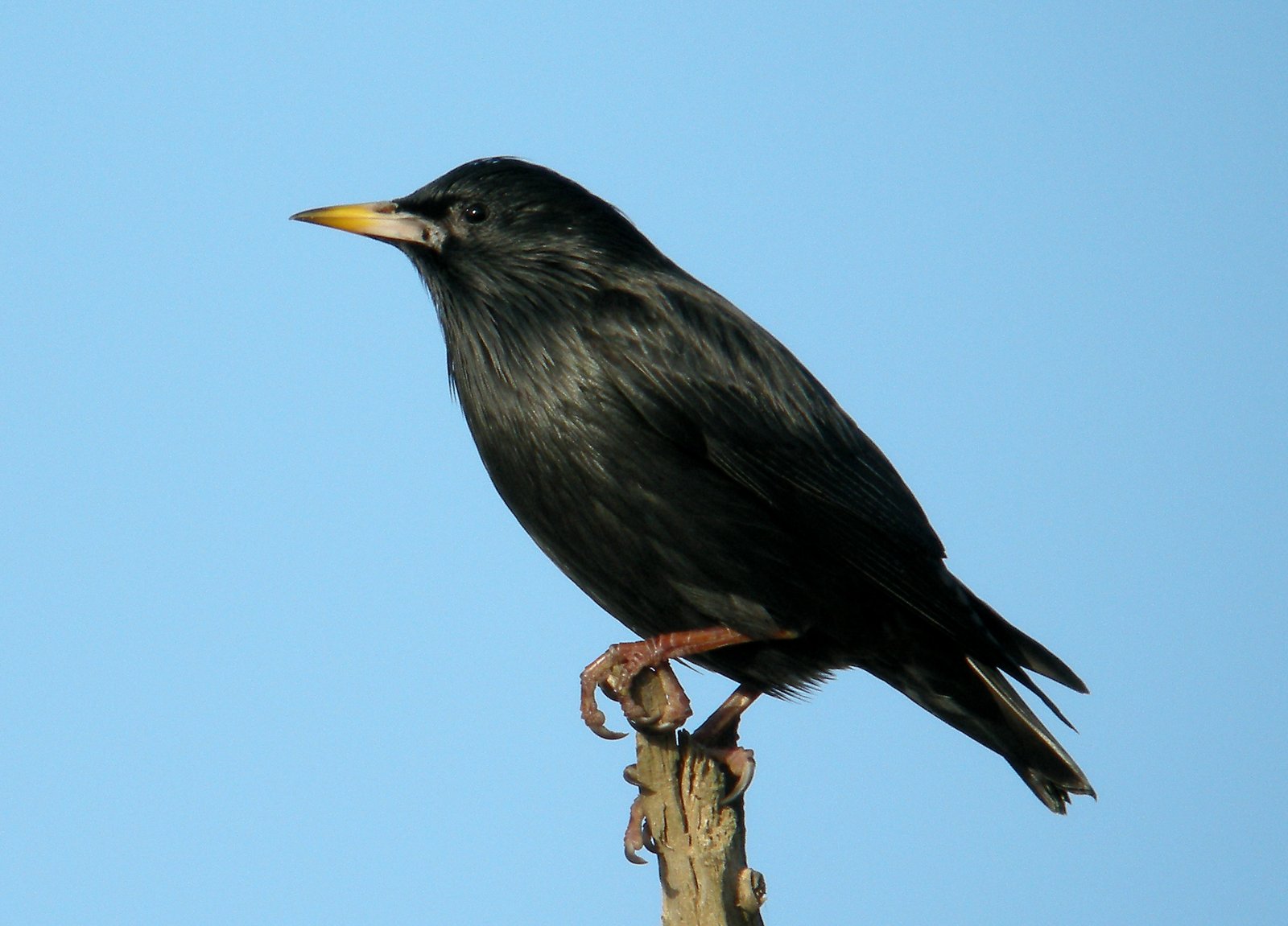 Zwarte spreeuw (Sturnus unicolor)