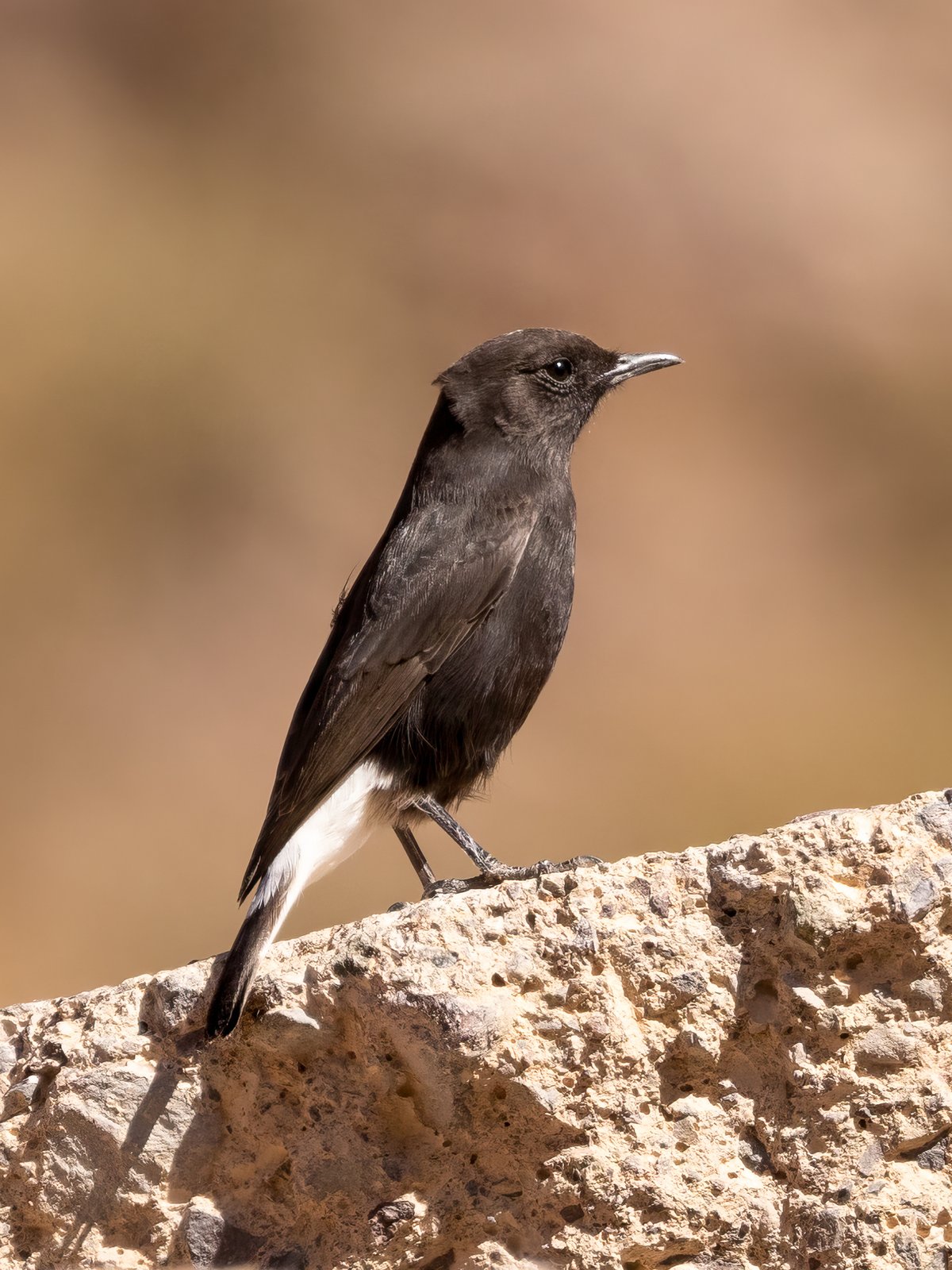 Zwarte tapuit (Oenanthe leucura)