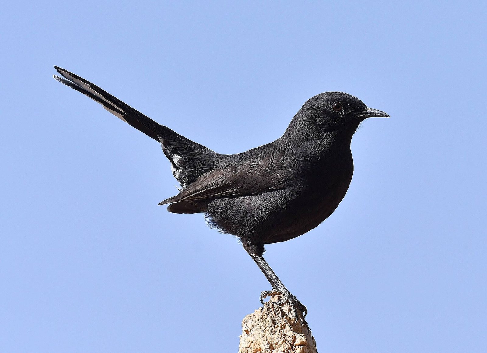 Zwarte waaierstaart (Cercotrichas podobe)