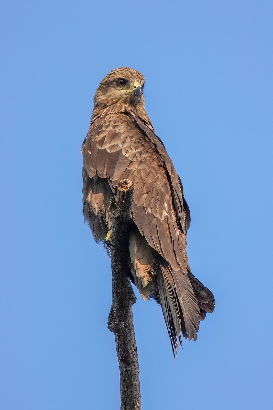 Zwarte wouw (Milvus migrans)