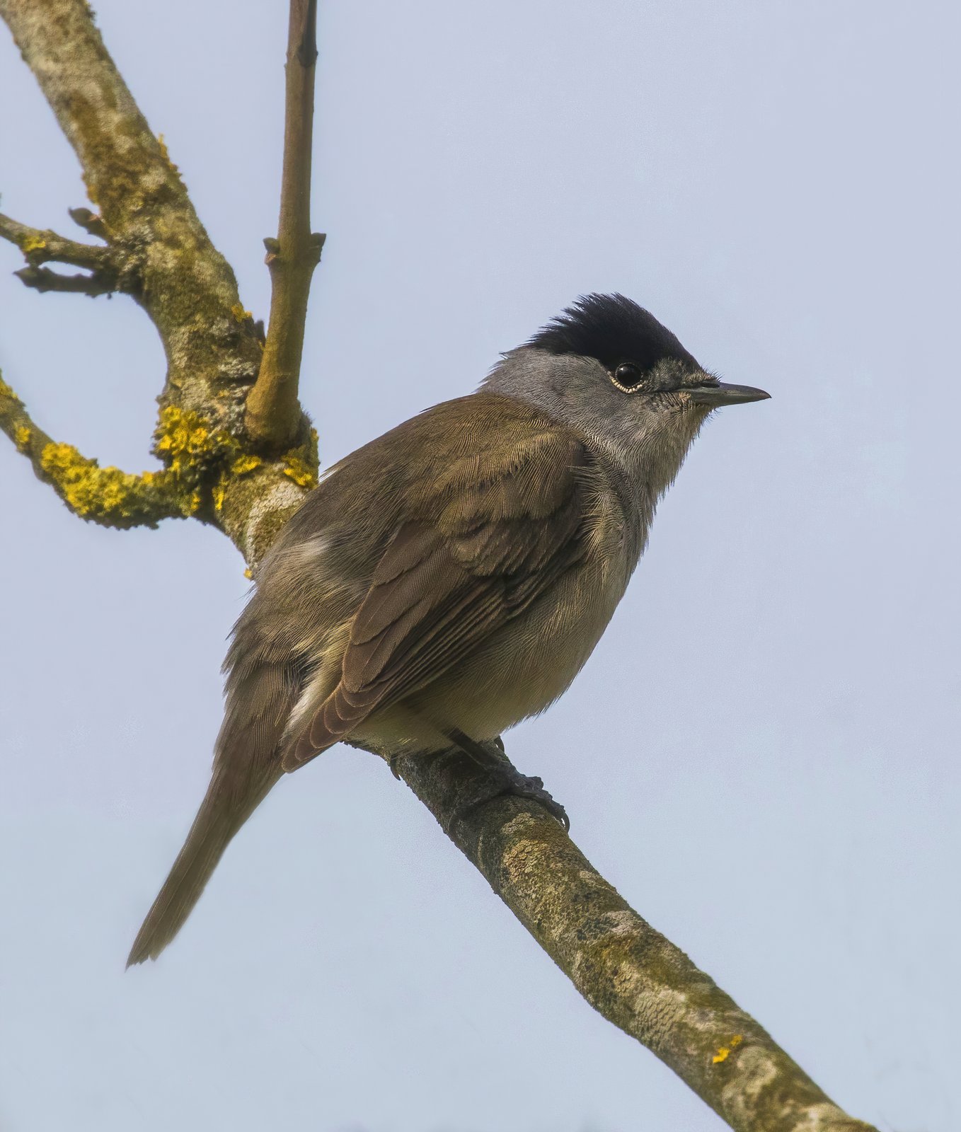Zwartkop (Sylvia atricapilla)