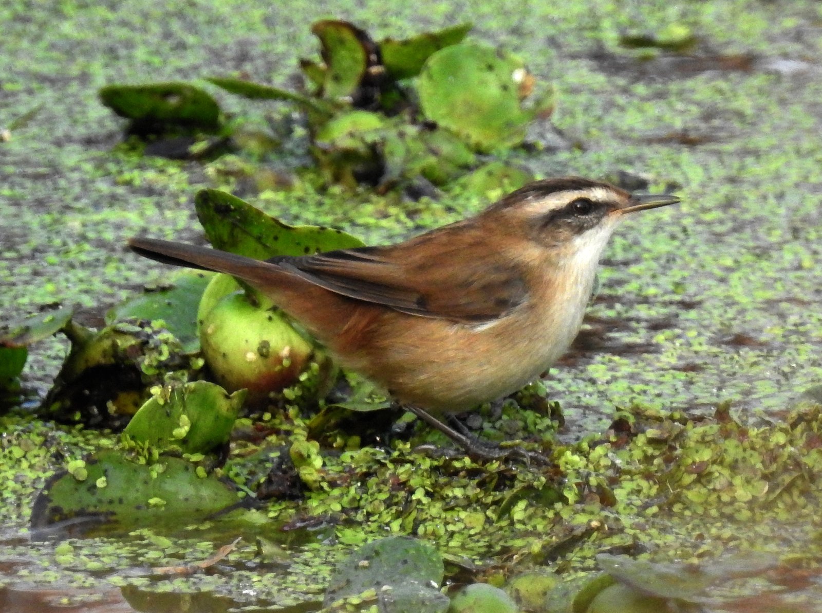 Zwartkoprietzanger (Acrocephalus melanopogon)