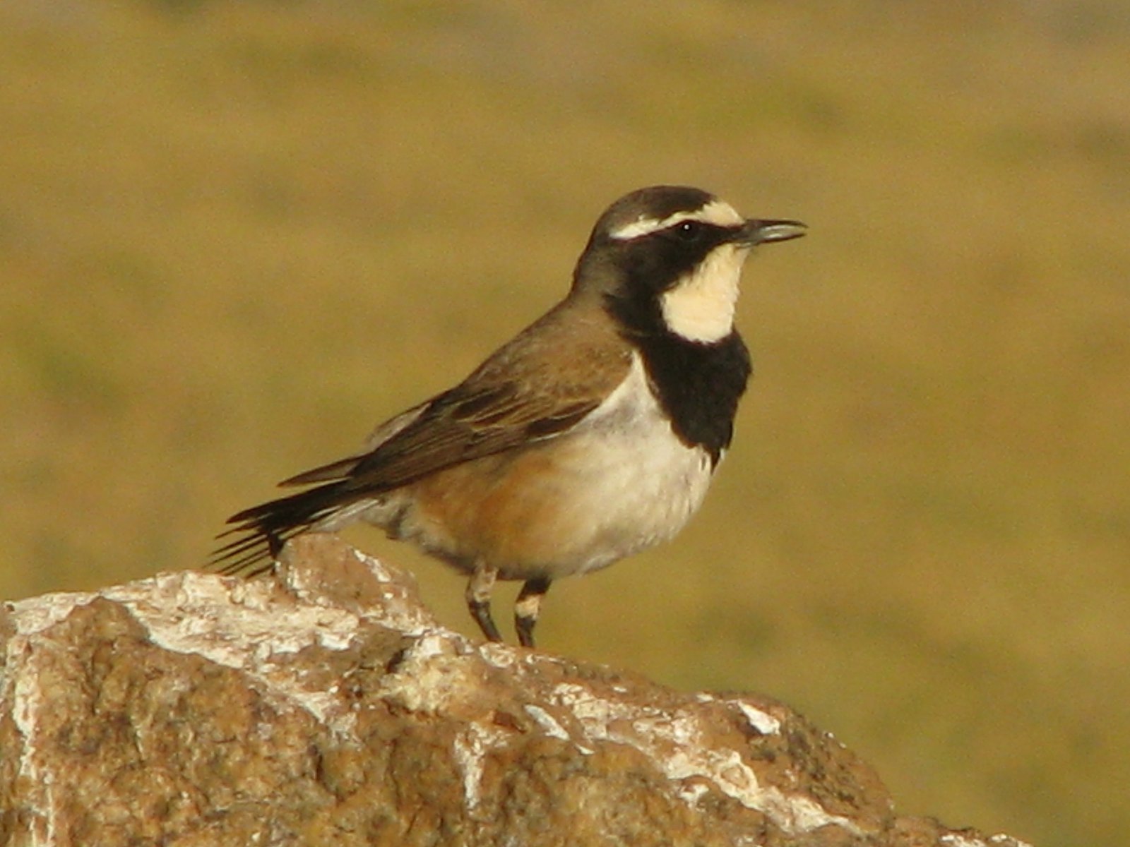 Aardtapuit (Oenanthe pileata)