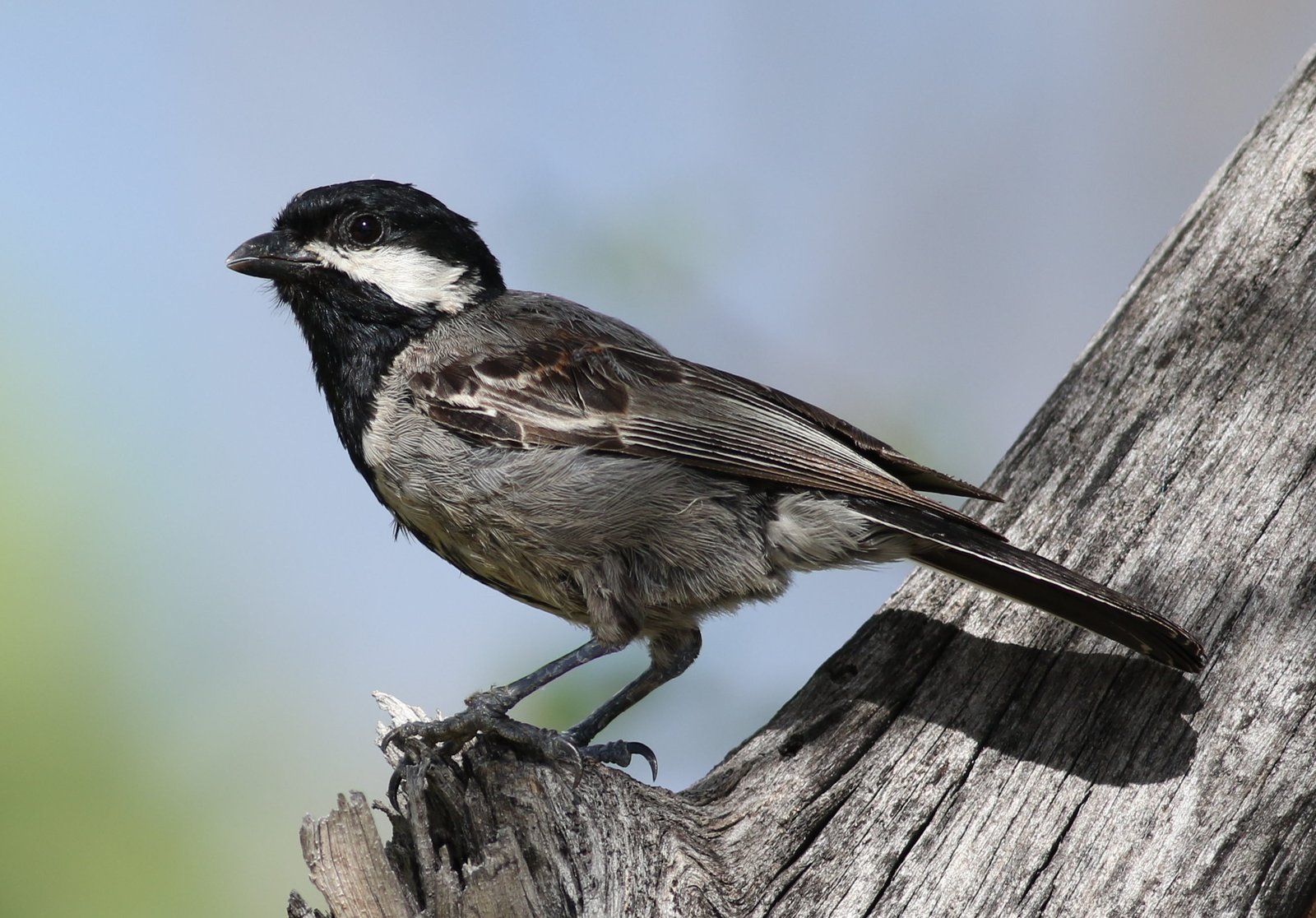 Acaciamees (Melaniparus cinerascens)