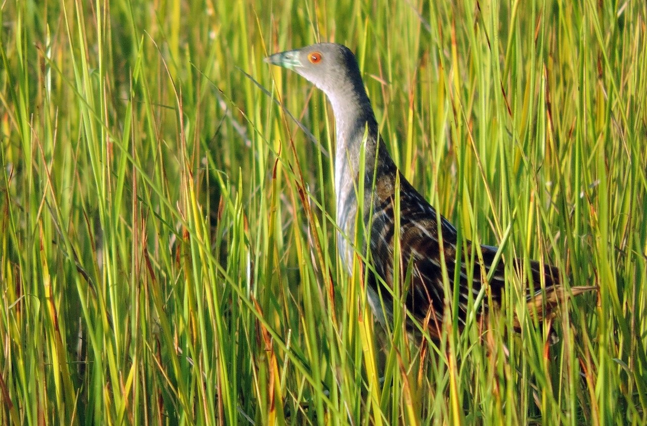Afrikaans porseleinhoen (Aenigmatolimnas marginalis)