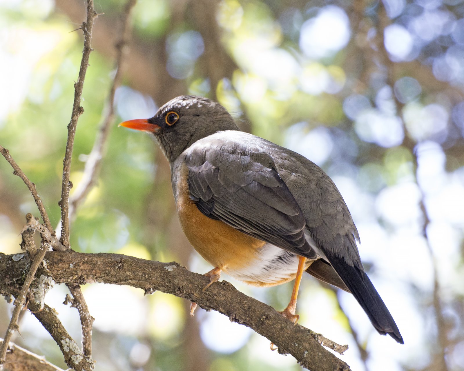 Afrikaanse berglijster (Turdus abyssinicus)
