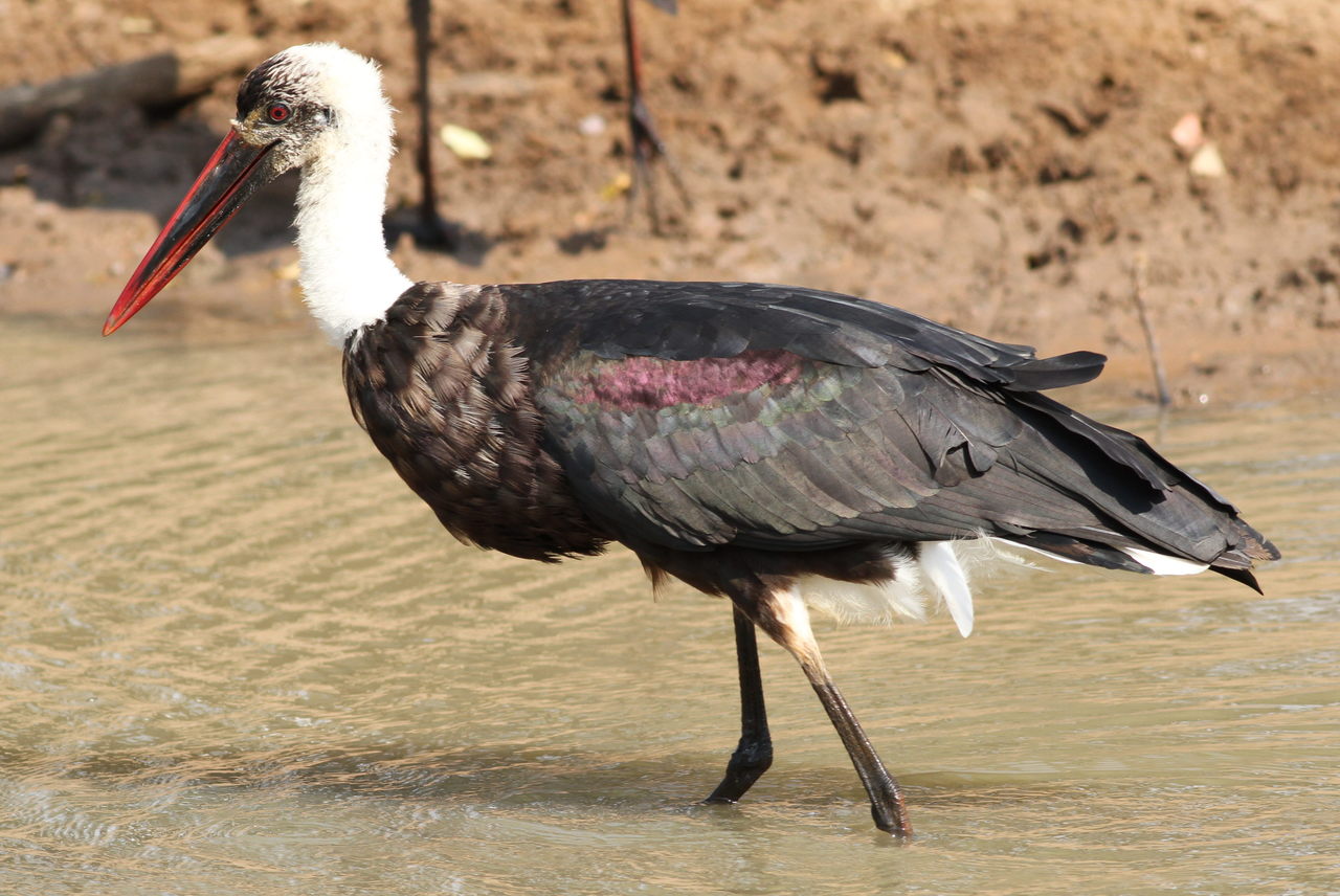 Afrikaanse bisschopsooievaar (Ciconia microscelis)