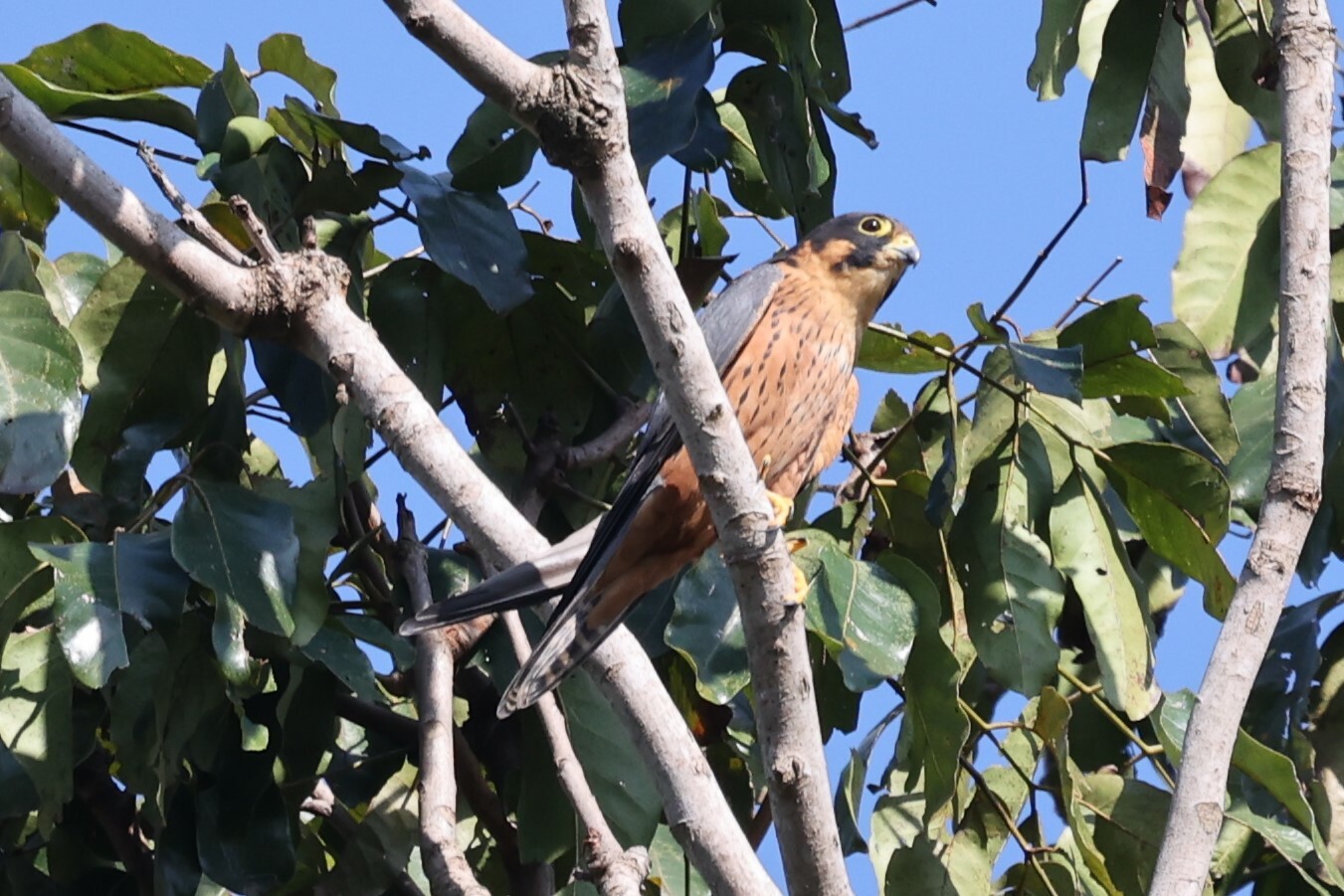 Afrikaanse boomvalk (Falco cuvierii)