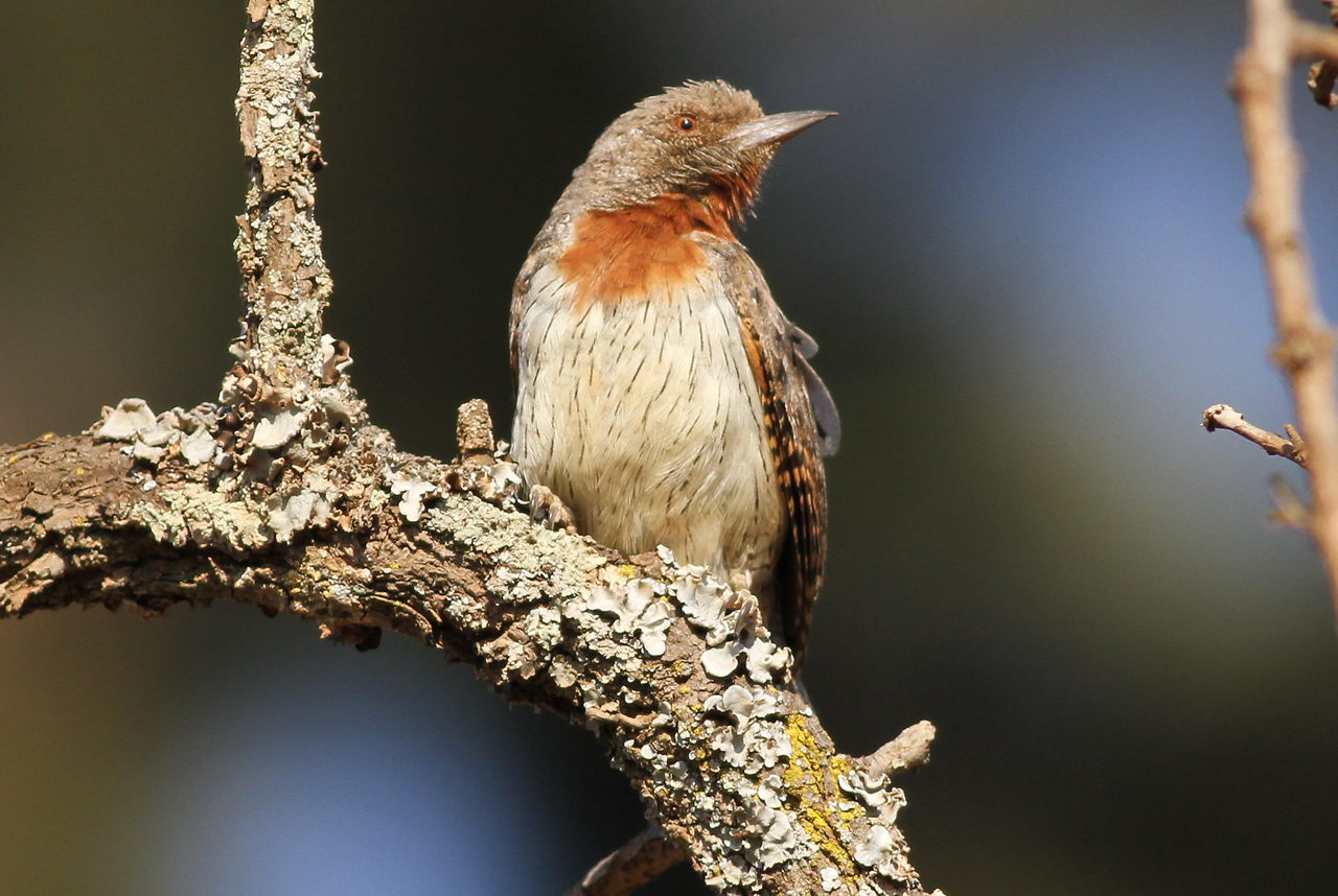 Afrikaanse draaihals (Jynx ruficollis)