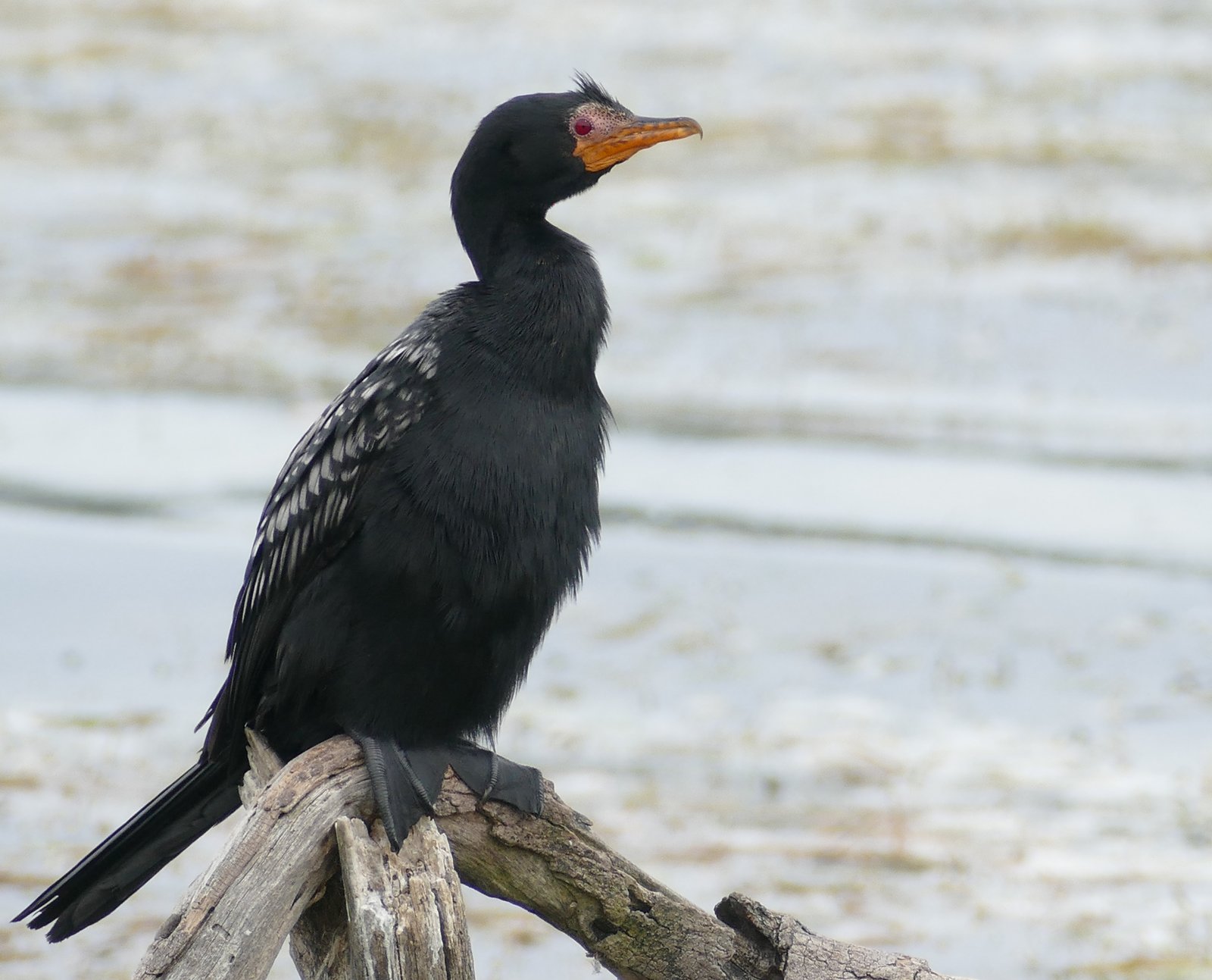 Afrikaanse dwergaalscholver (Microcarbo africanus)