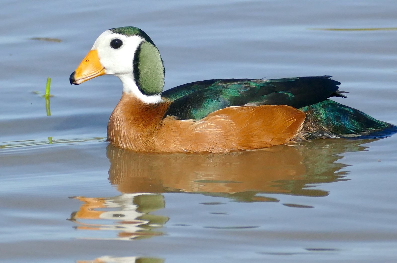 Afrikaanse dwerggans (Nettapus auritus)