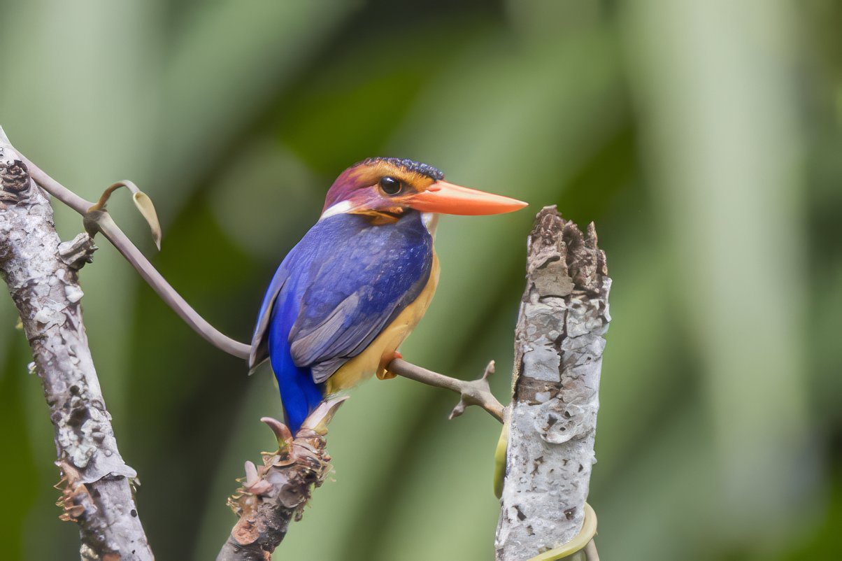 Afrikaanse dwergijsvogel (Ispidina picta)