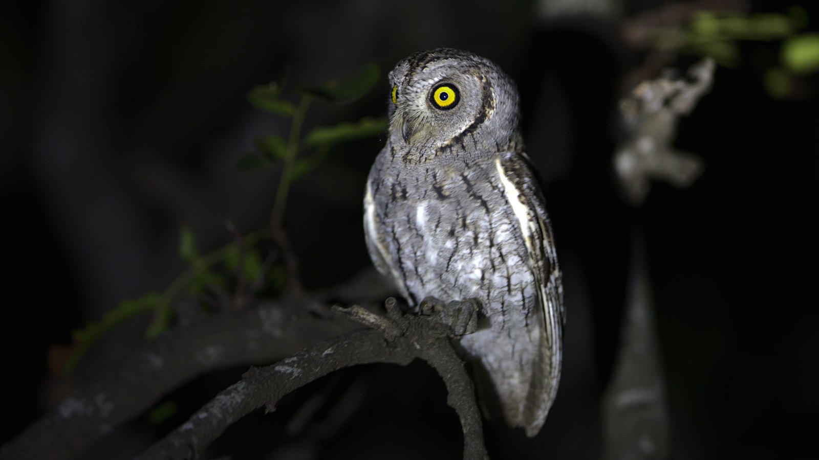 Afrikaanse dwergooruil (Otus senegalensis)