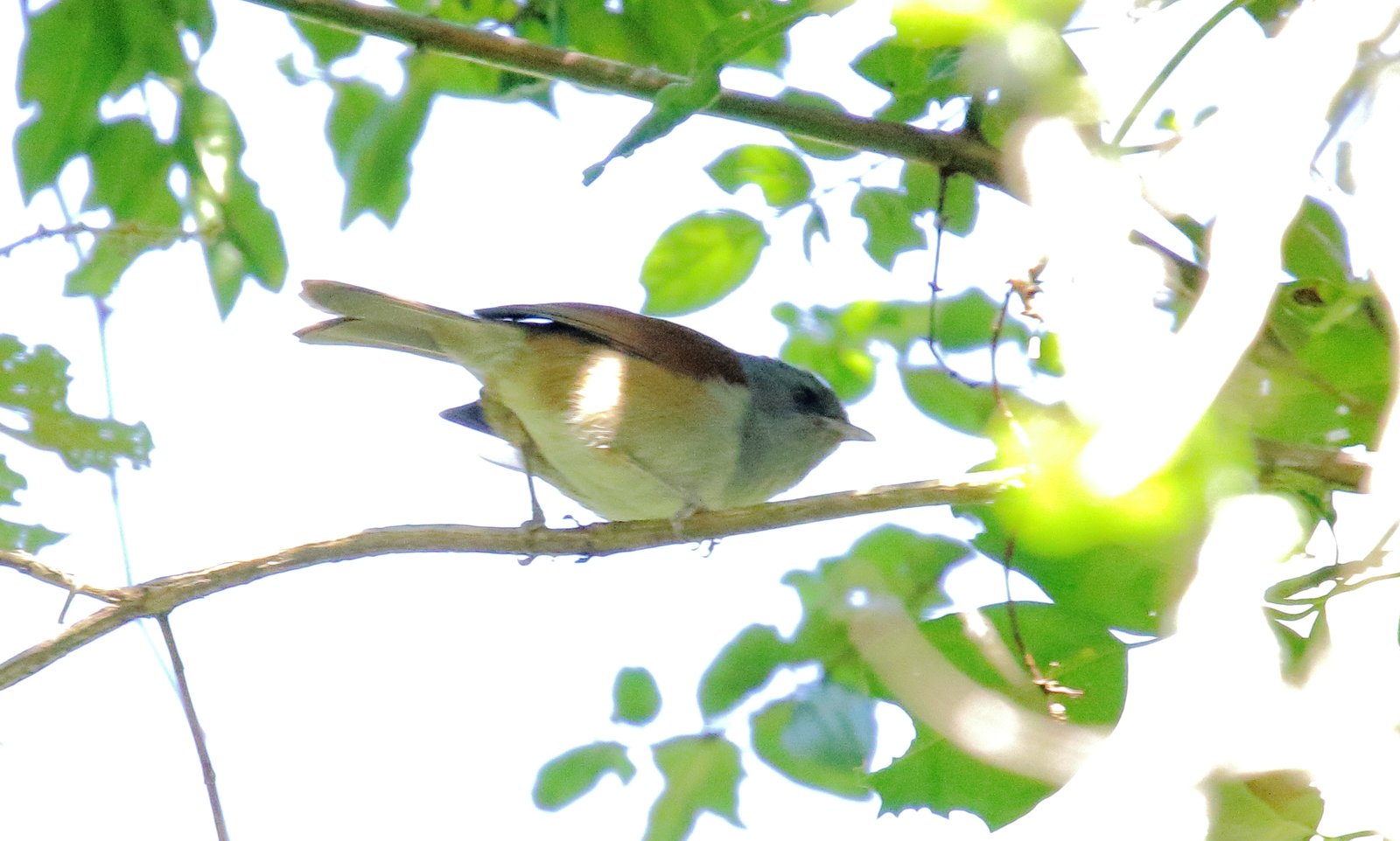 Afrikaanse grijskop (Sylvia abyssinica)