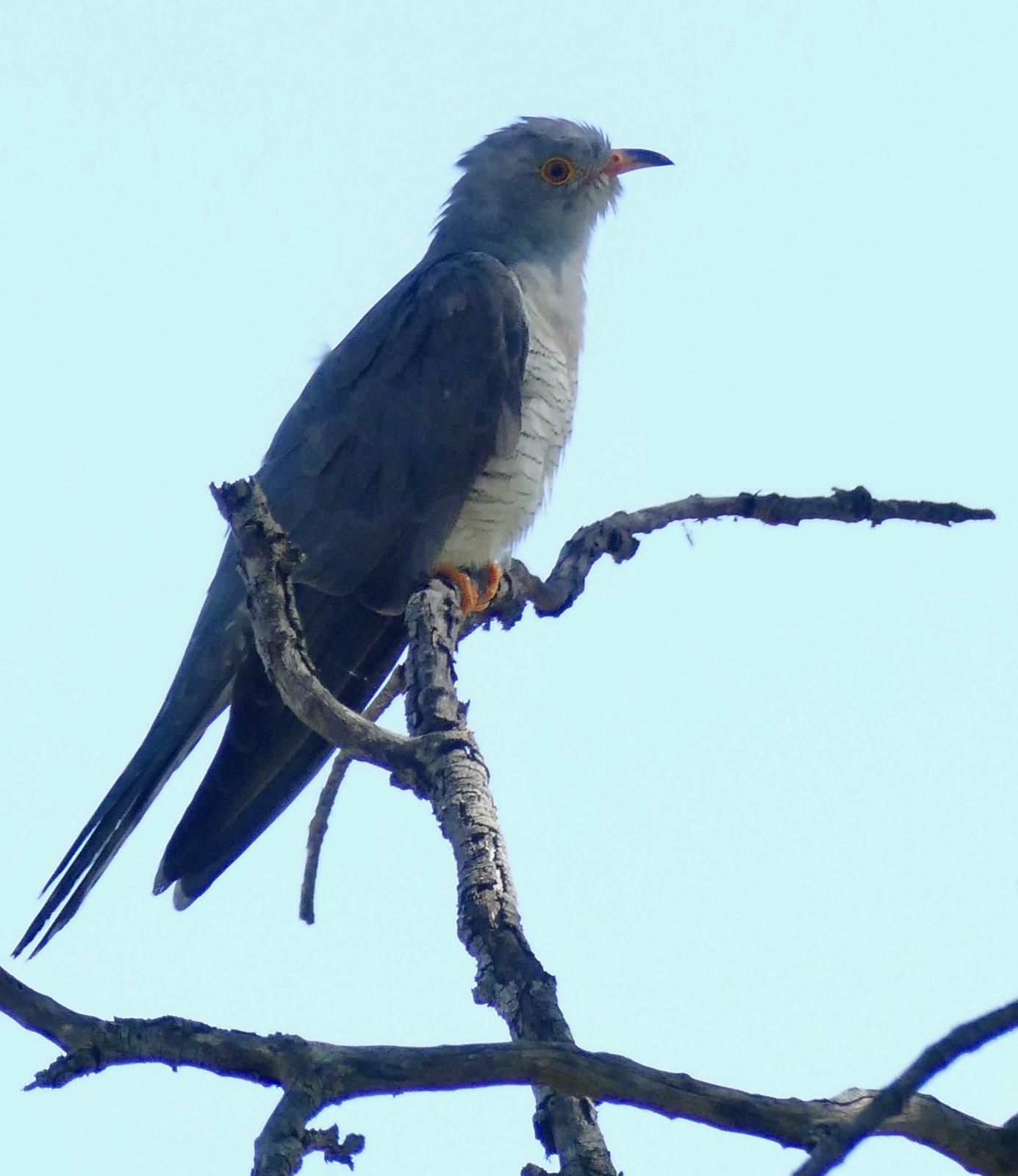 Afrikaanse koekoek (Cuculus gularis)