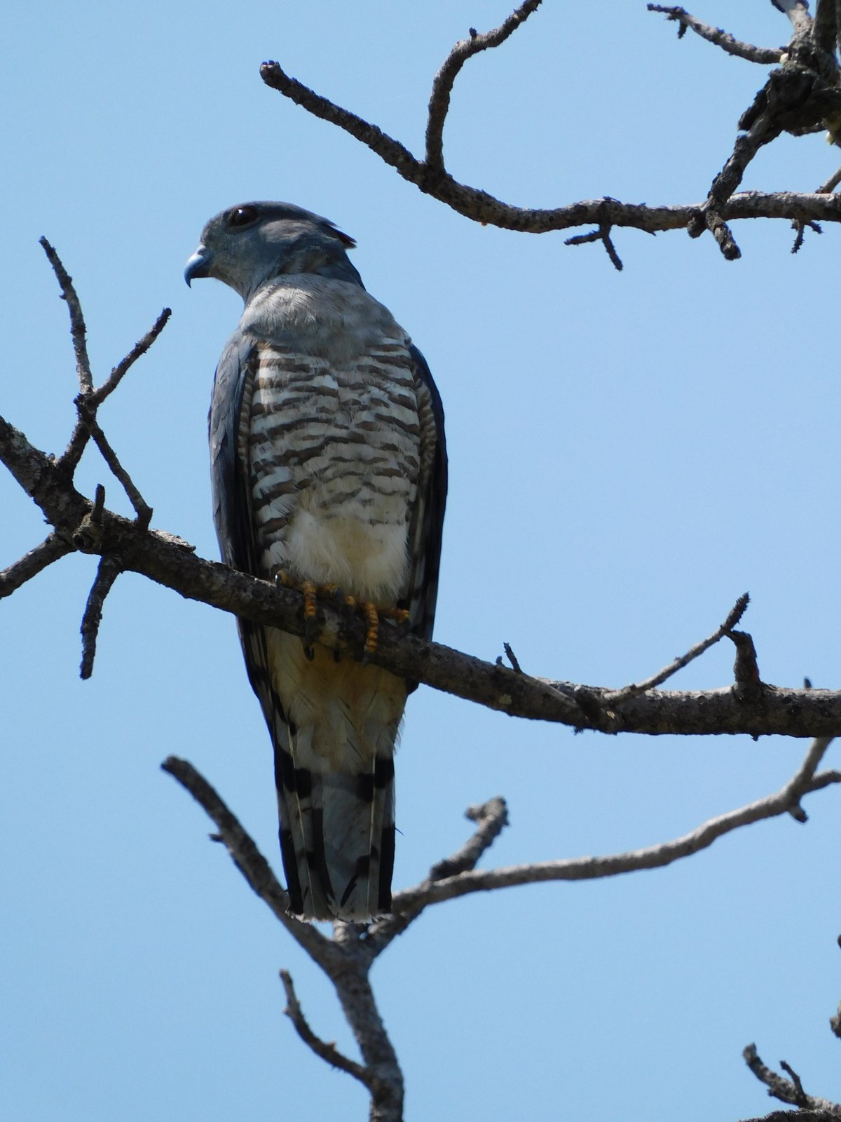Afrikaanse koekoekswouw (Aviceda cuculoides)