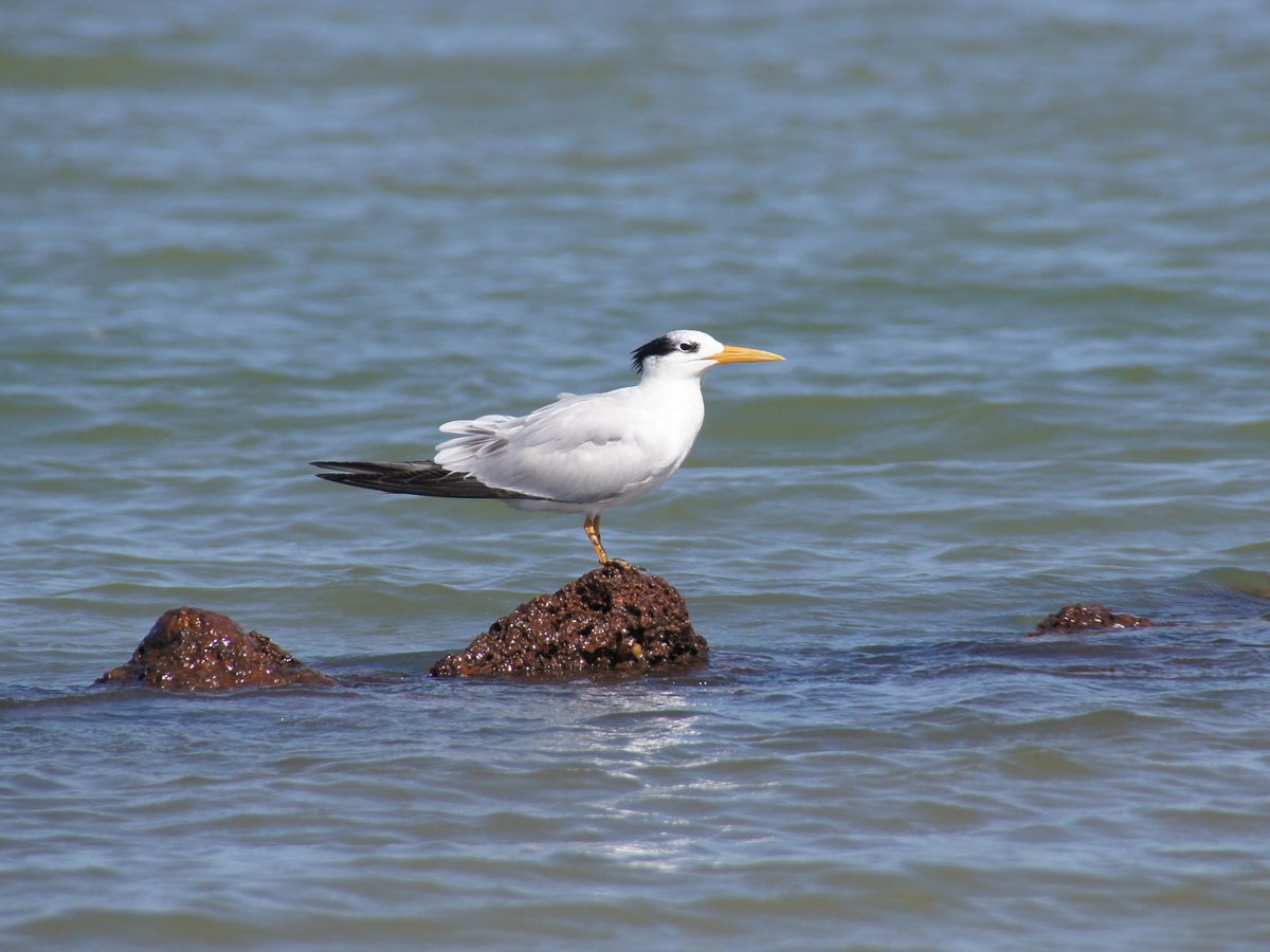 Afrikaanse koningsstern (Thalasseus albididorsalis)