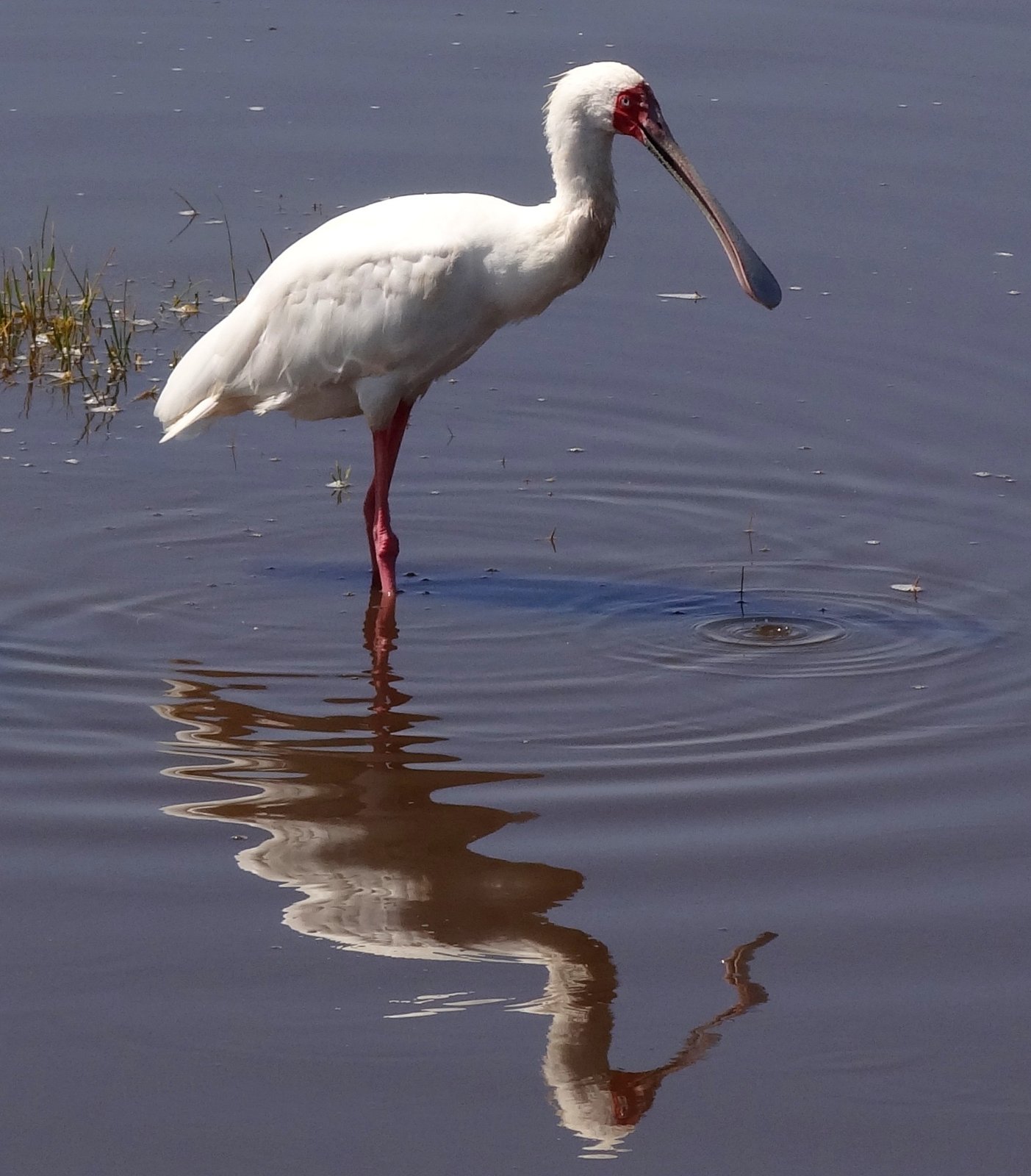 Afrikaanse lepelaar (Platalea alba)