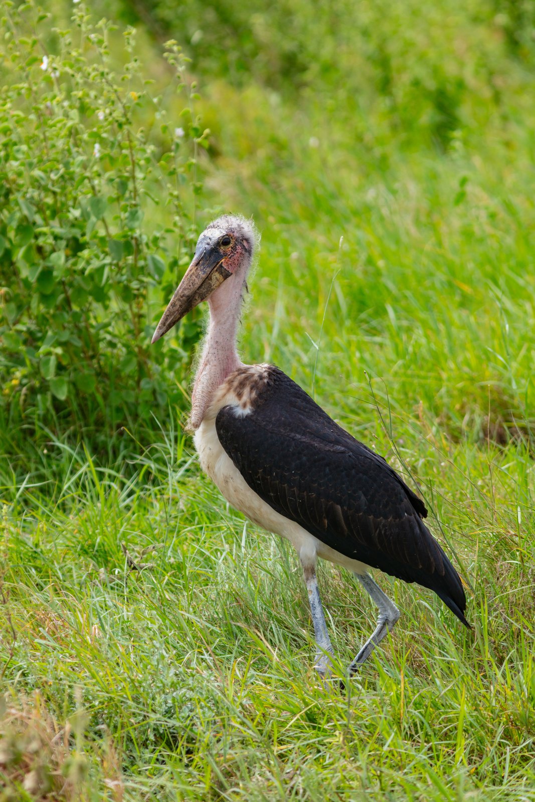 Afrikaanse maraboe (Leptoptilos crumenifer)