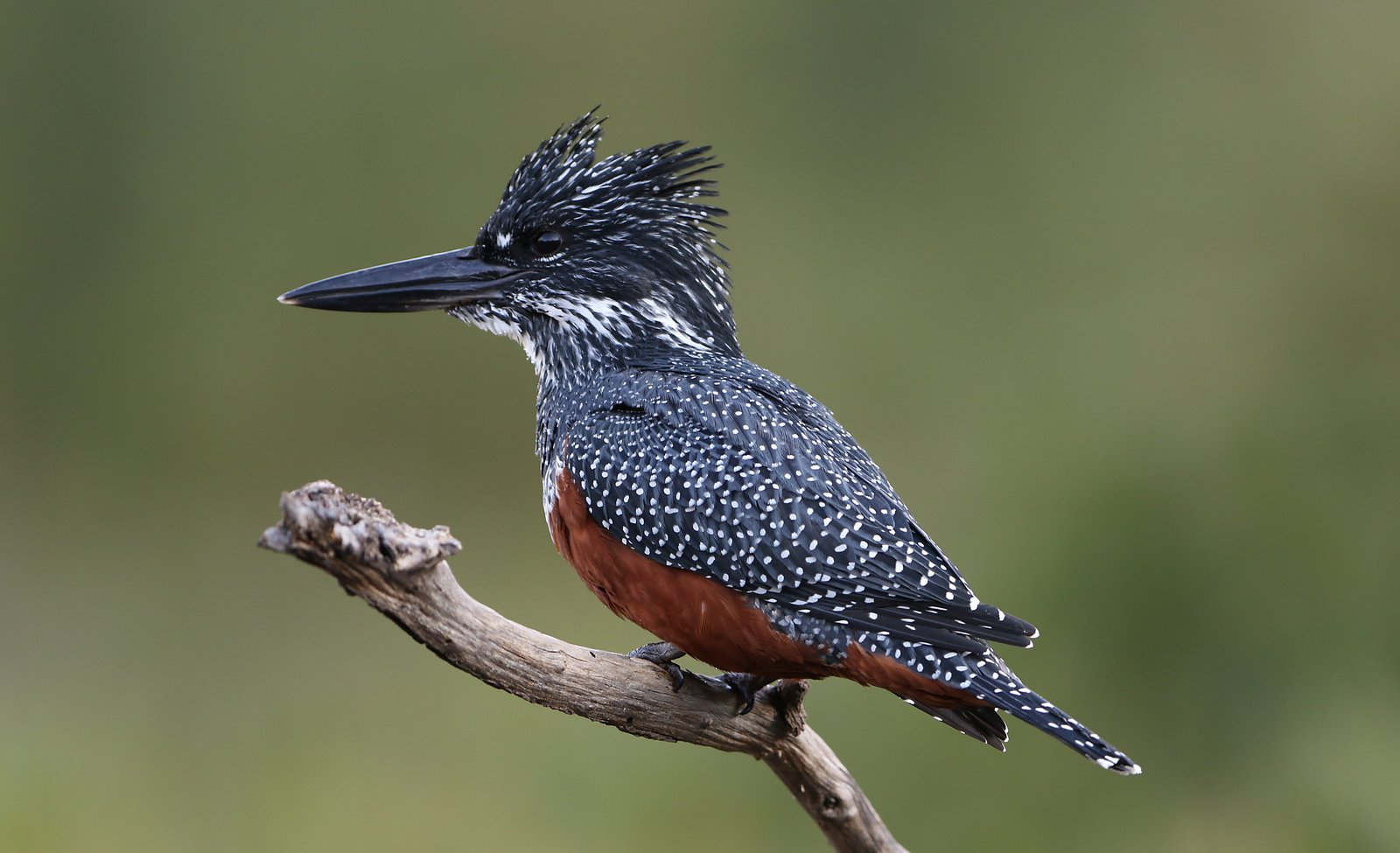 Afrikaanse reuzenijsvogel (Megaceryle maxima)