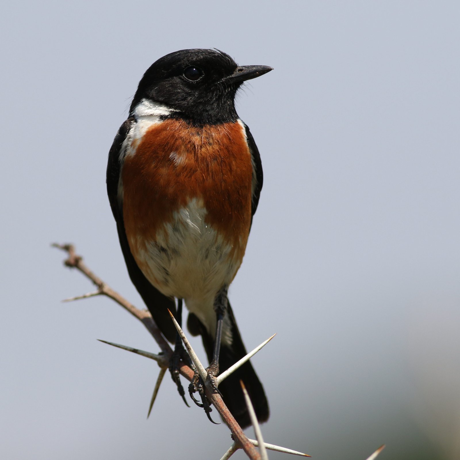 Afrikaanse roodborsttapuit (Saxicola torquatus)