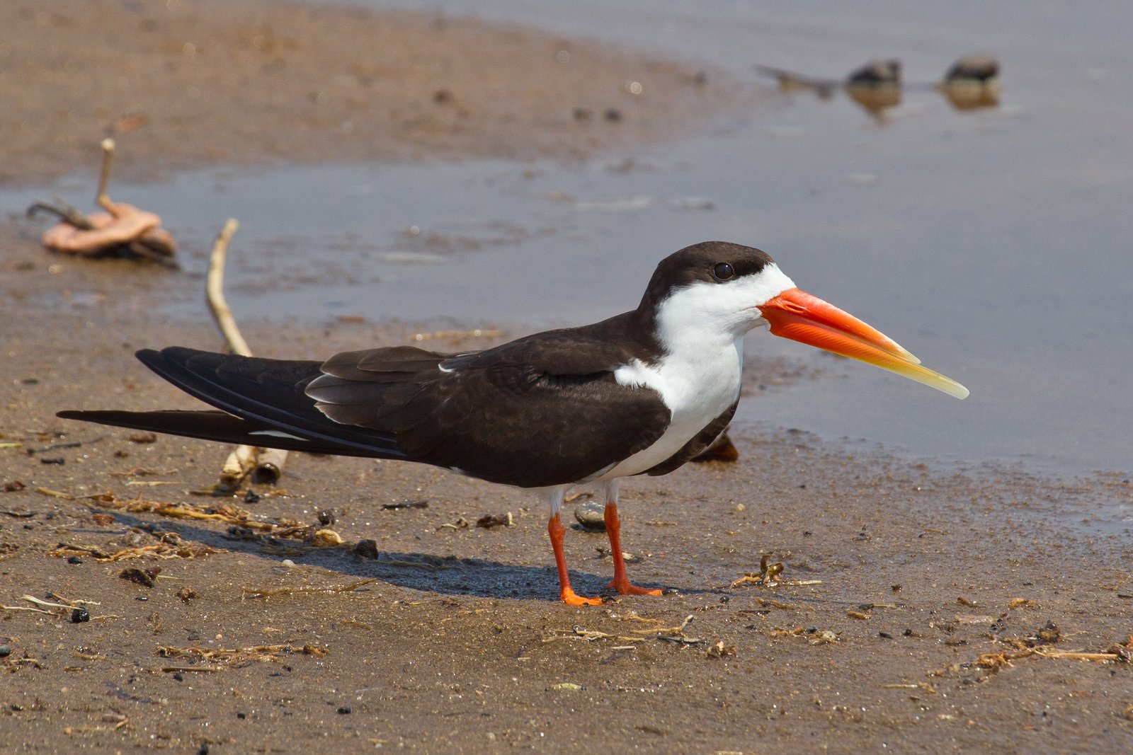 Afrikaanse schaarbek (Rynchops flavirostris)