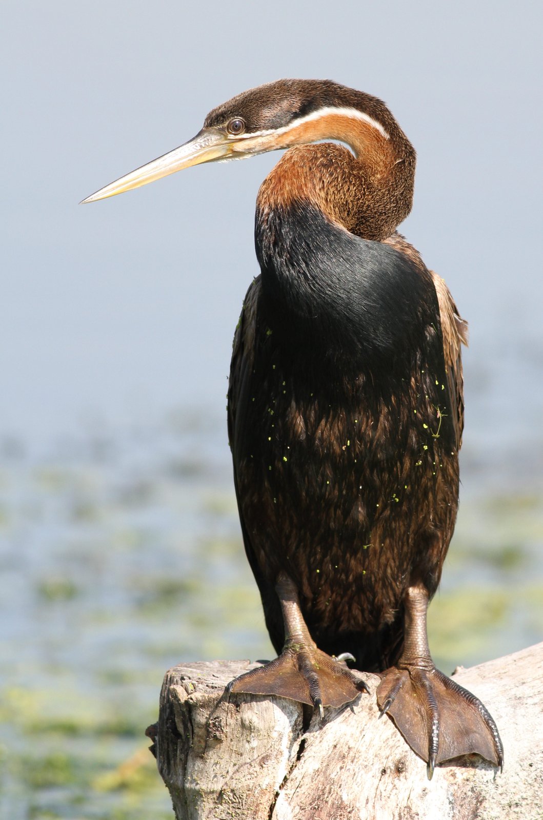 Afrikaanse slangenhalsvogel (Anhinga rufa)