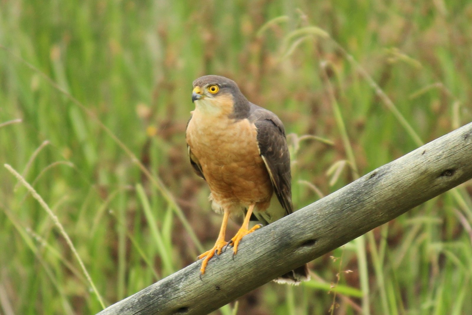 Afrikaanse sperwer (Accipiter rufiventris)