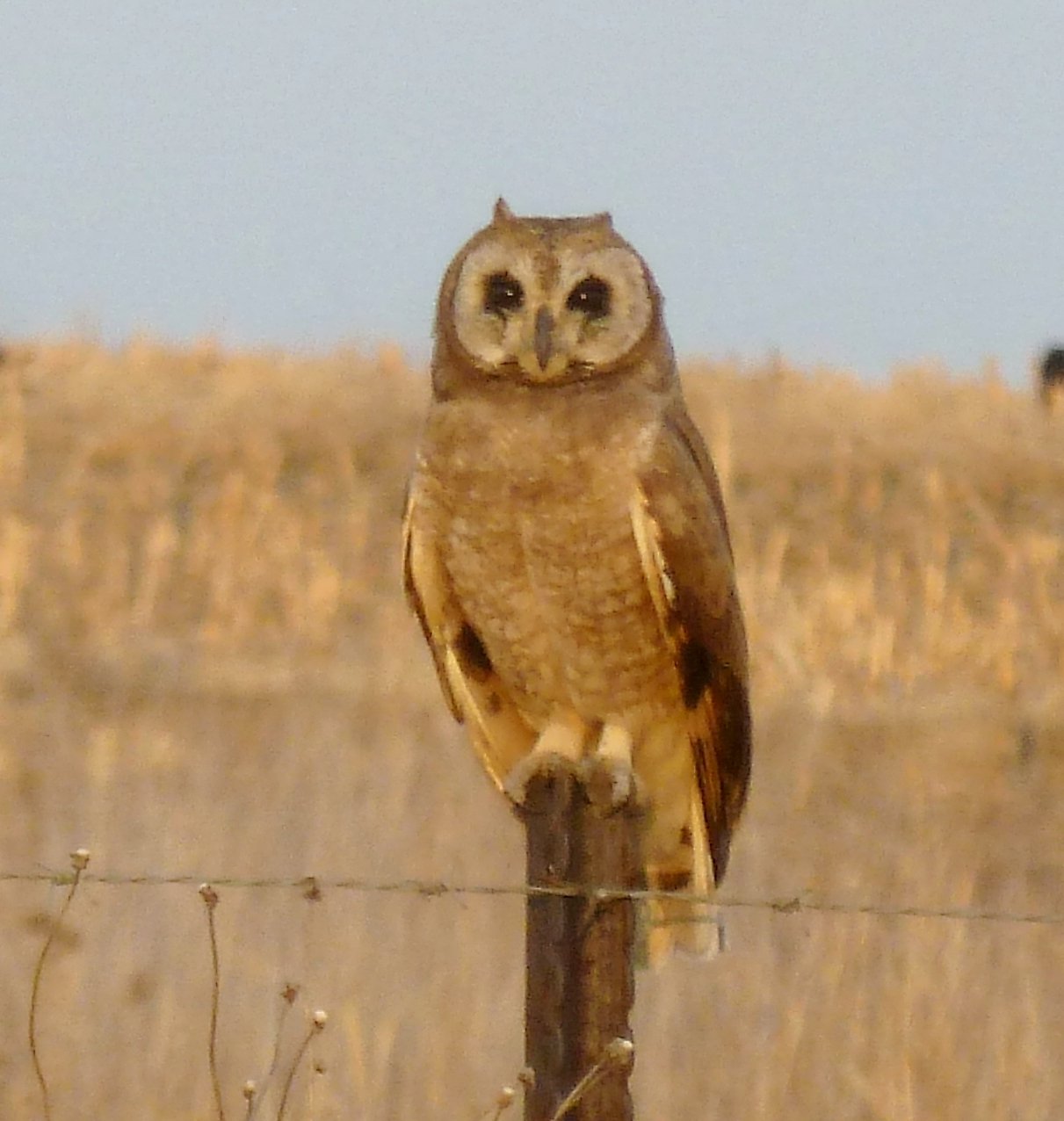 Afrikaanse velduil (Asio capensis)