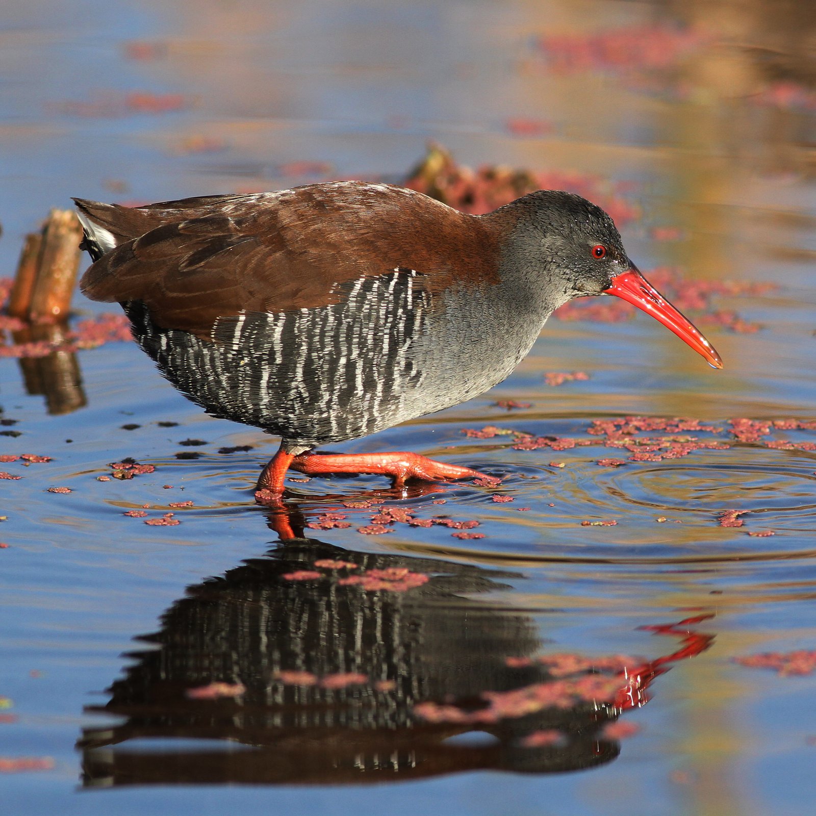 Afrikaanse waterral (Rallus caerulescens)