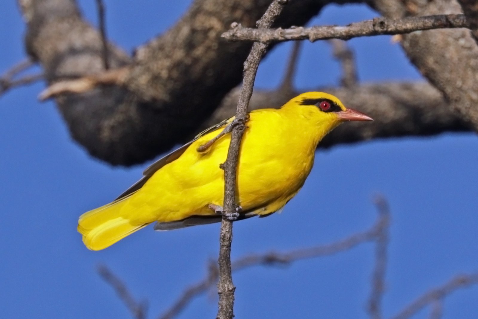 Afrikaanse wielewaal (Oriolus auratus)
