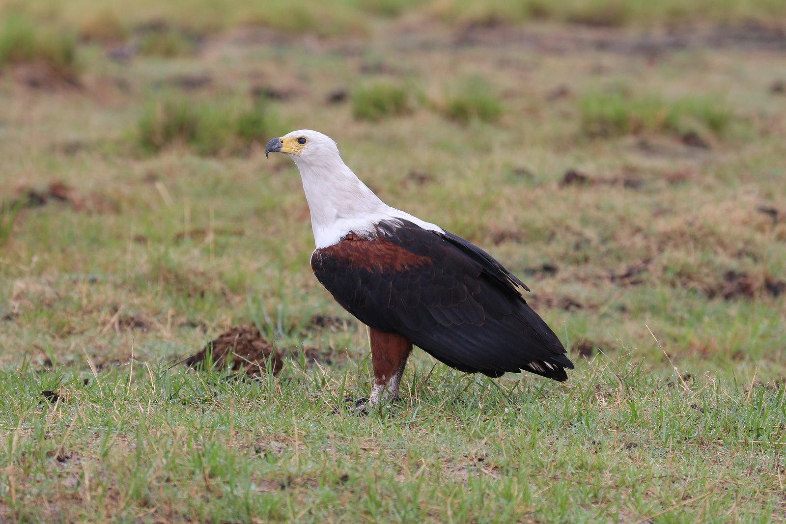 Afrikaanse zeearend (Icthyophaga vocifer)
