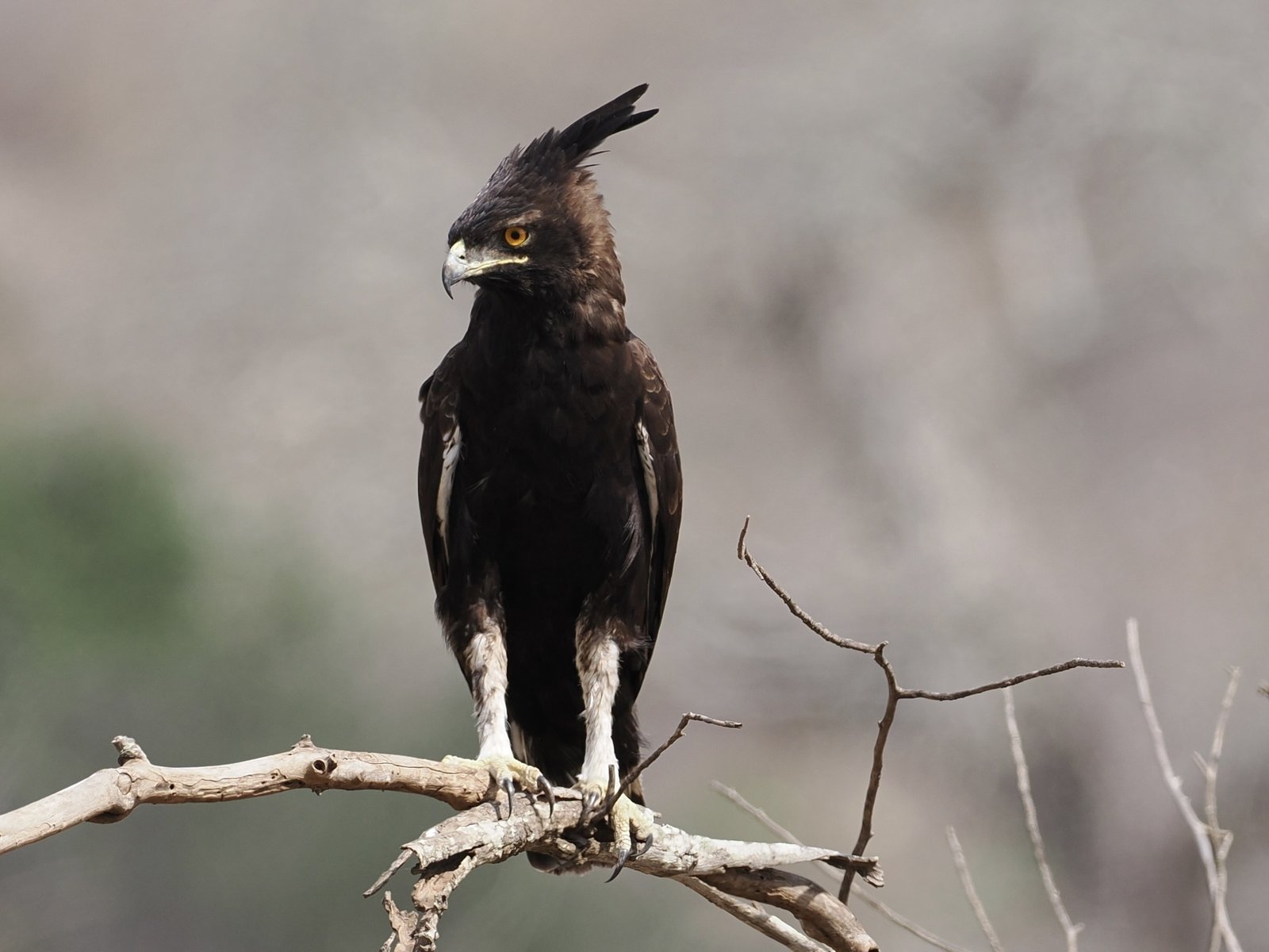 Afrikaanse zwarte kuifarend (Lophaetus occipitalis)