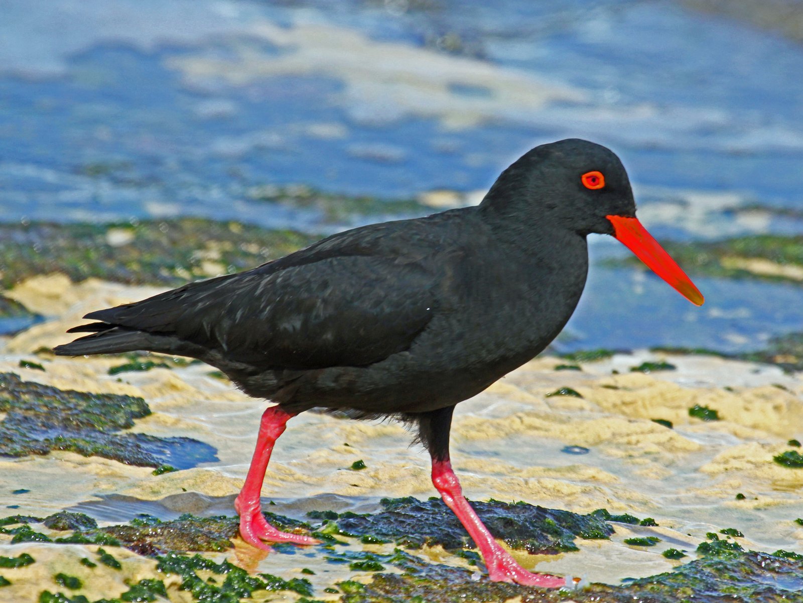 Afrikaanse zwarte scholekster (Haematopus moquini)