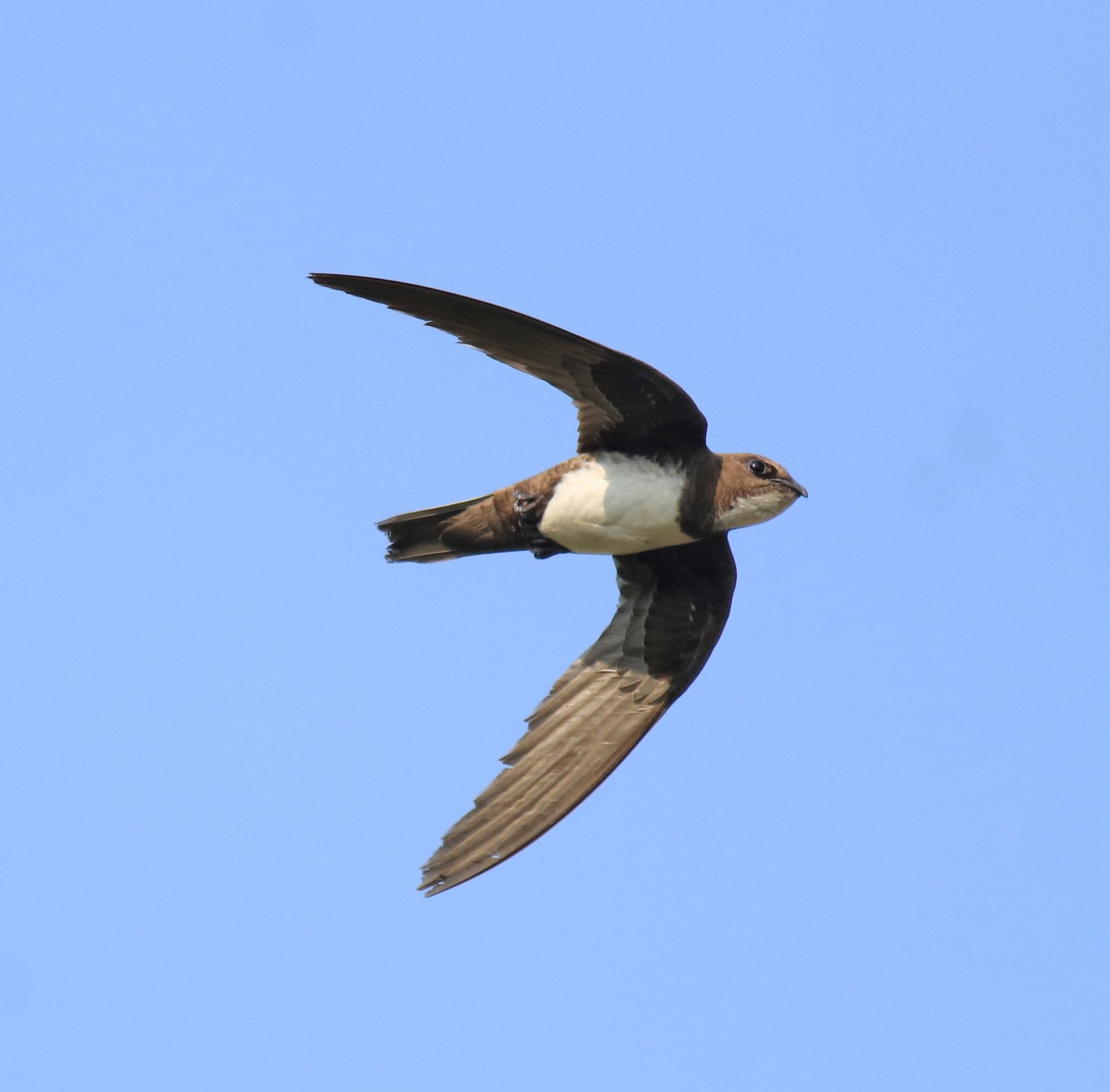 Alpengierzwaluw (Tachymarptis melba)