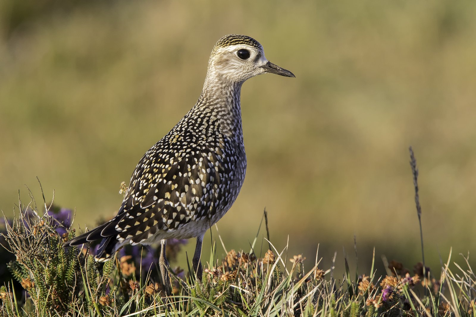 Amerikaanse goudplevier (Pluvialis dominica)