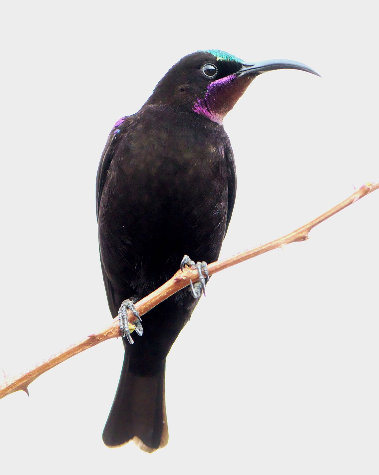 Amethisthoningzuiger (Chalcomitra amethystina)