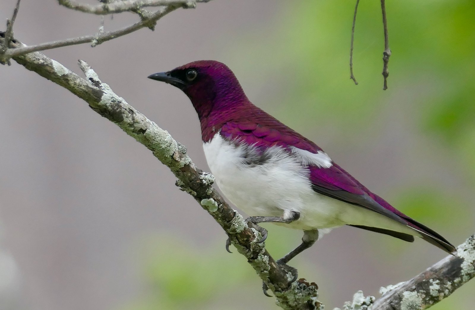 Amethistspreeuw (Cinnyricinclus leucogaster)