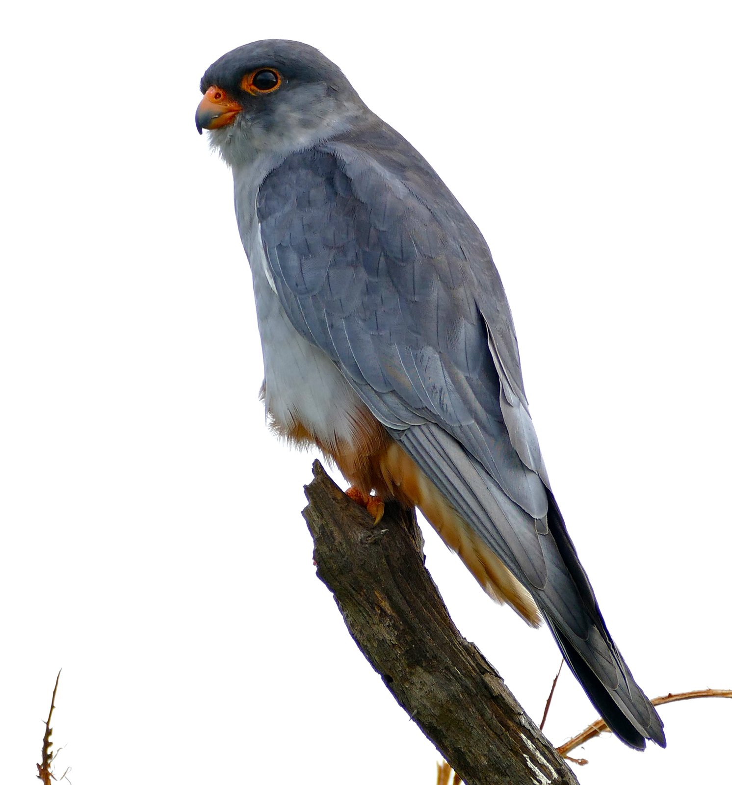 Amoerroodpootvalk (Falco amurensis)