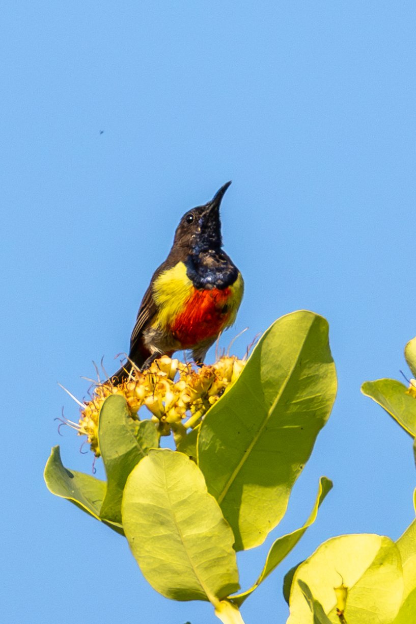 Anchieta's honingzuiger (Anthreptes anchietae)