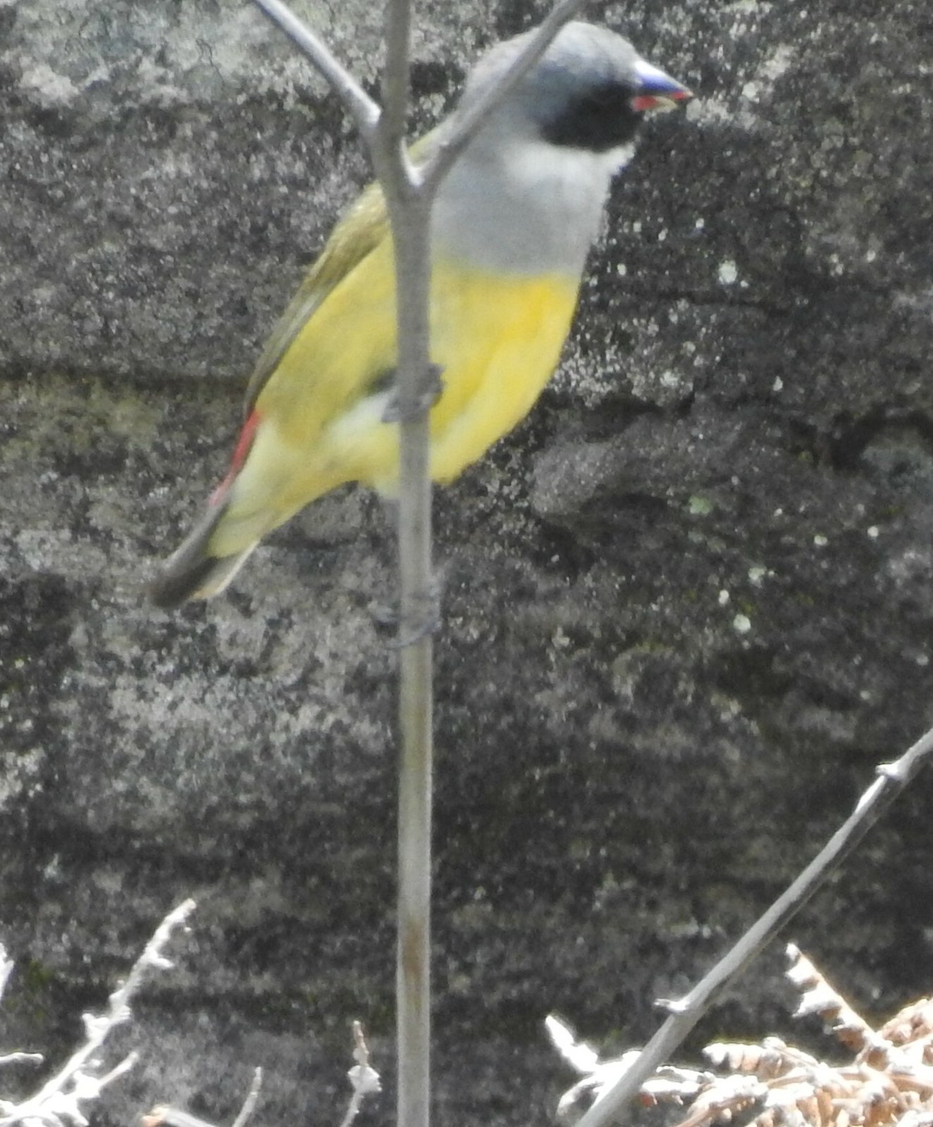 Angola-astrild (Coccopygia bocagei)
