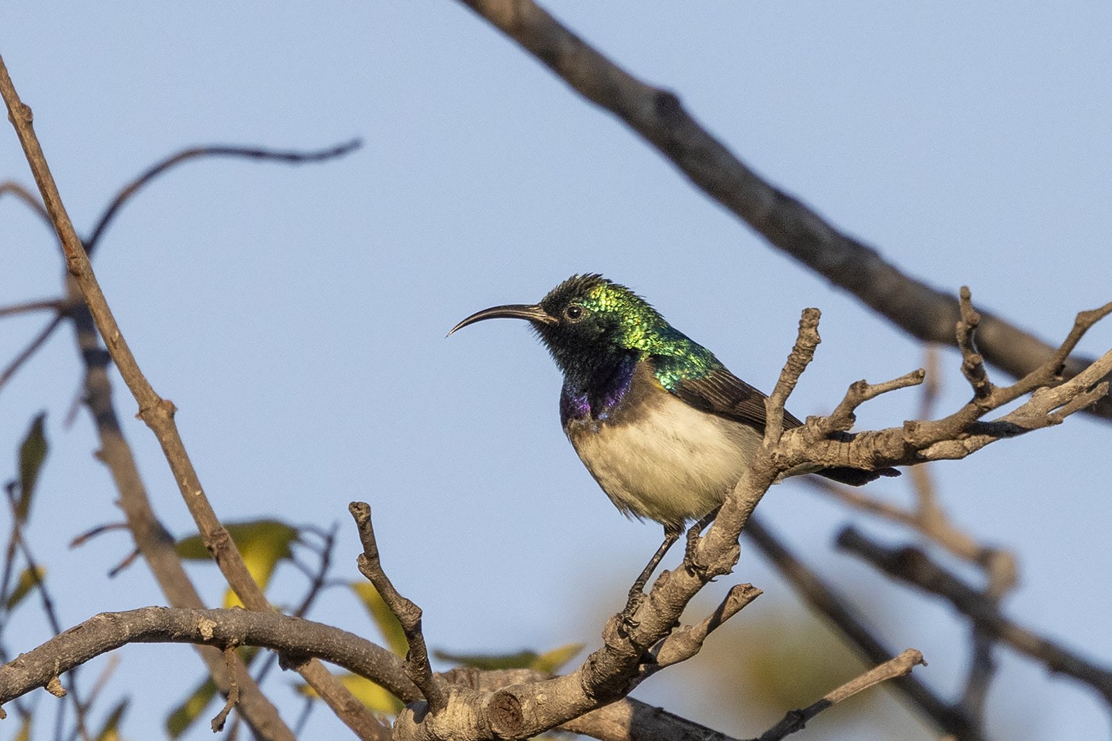 Angolahoningzuiger (Cinnyris oustaleti)