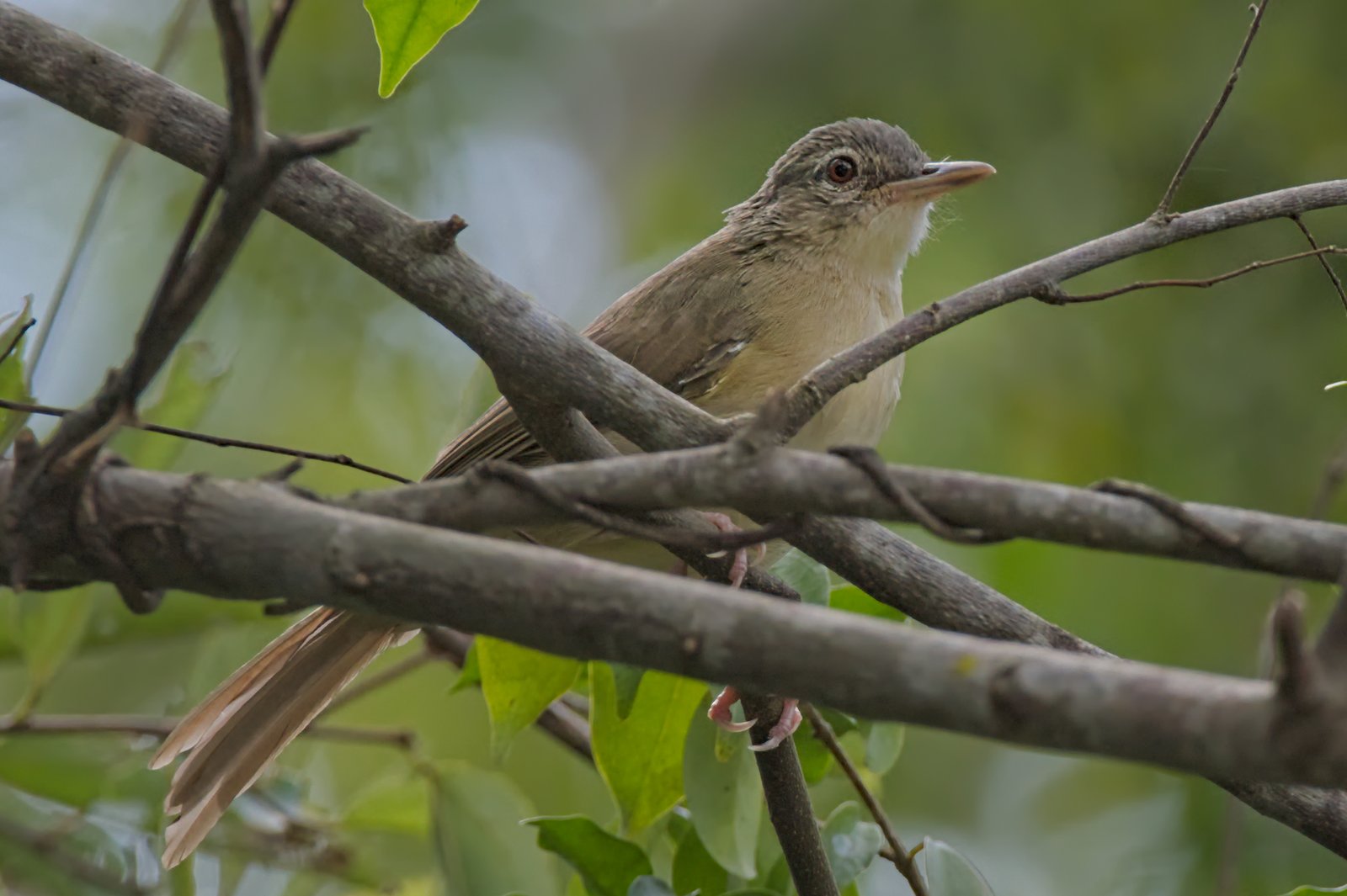 Angolaloofbuulbuul (Phyllastrephus fulviventris)