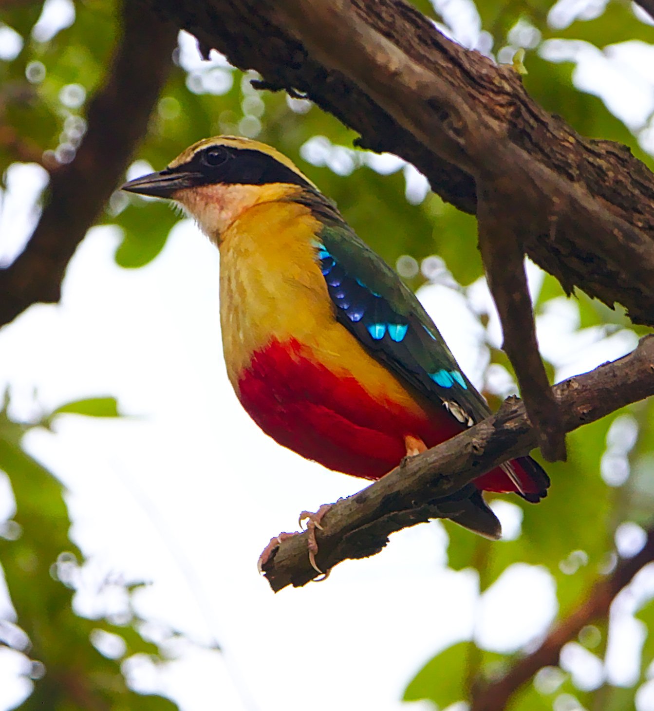 Angolapitta (Pitta angolensis)