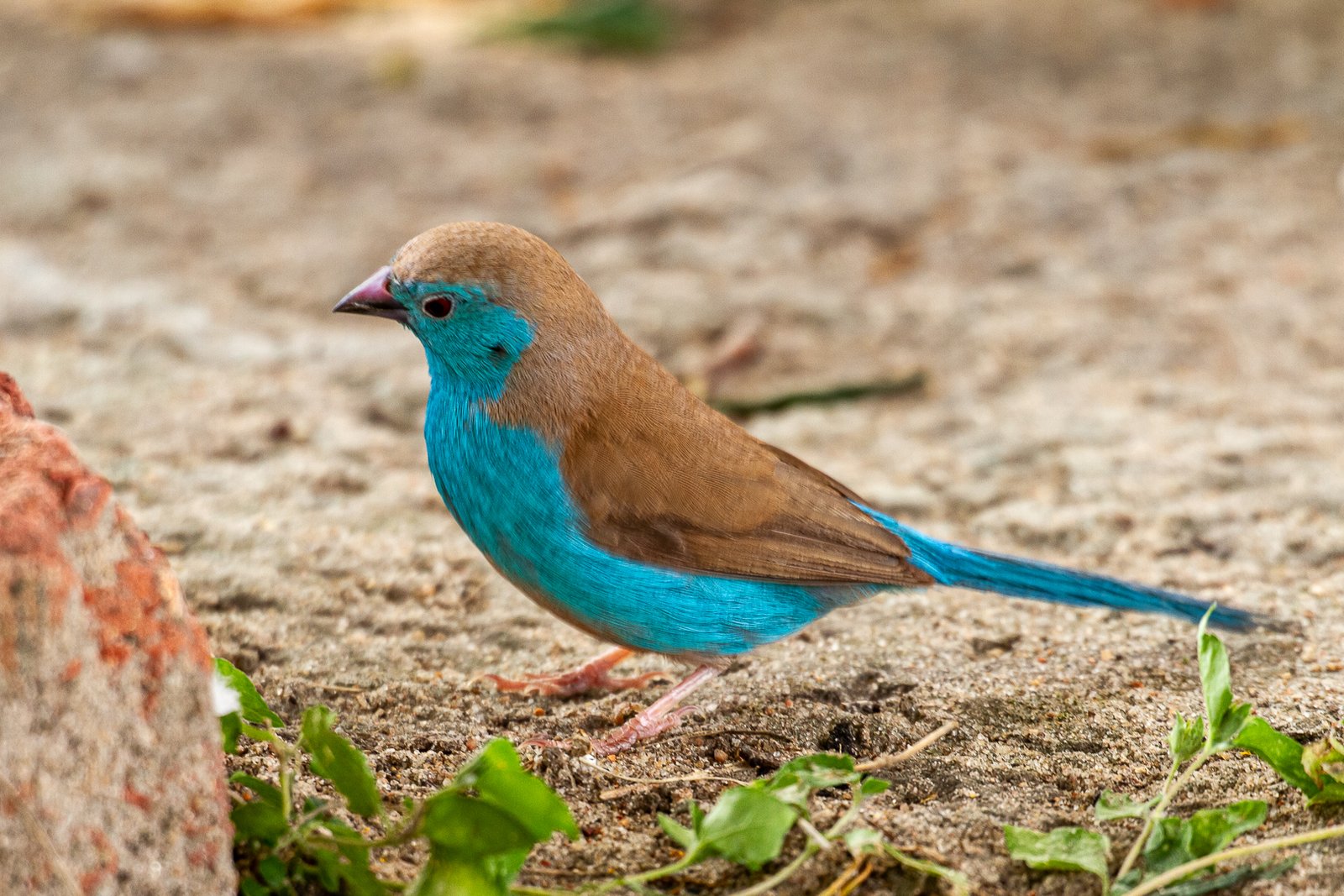 Angolees blauwfazantje (Uraeginthus angolensis)